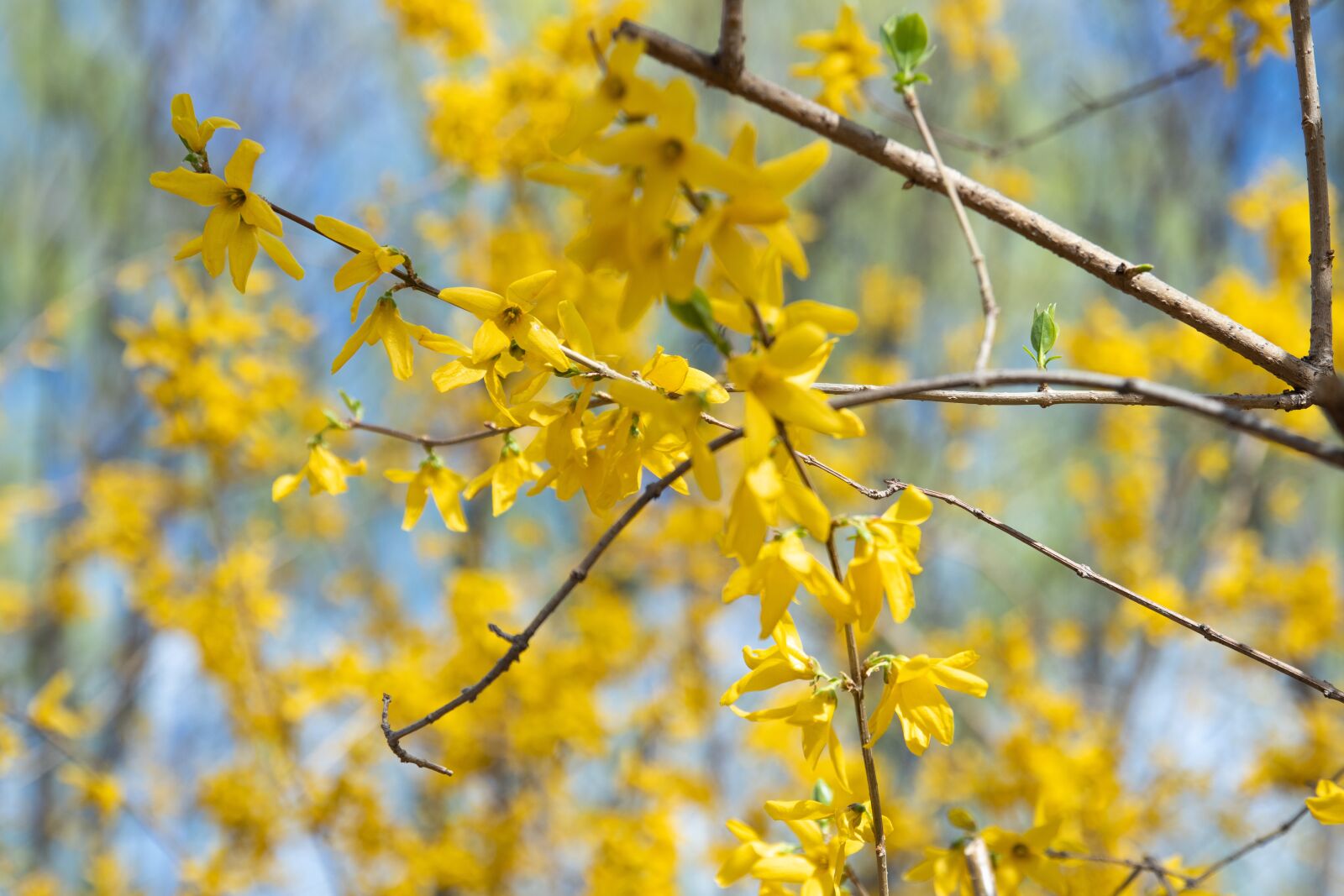 Canon EOS M6 sample photo. Plant, flowers, winter jasmine photography