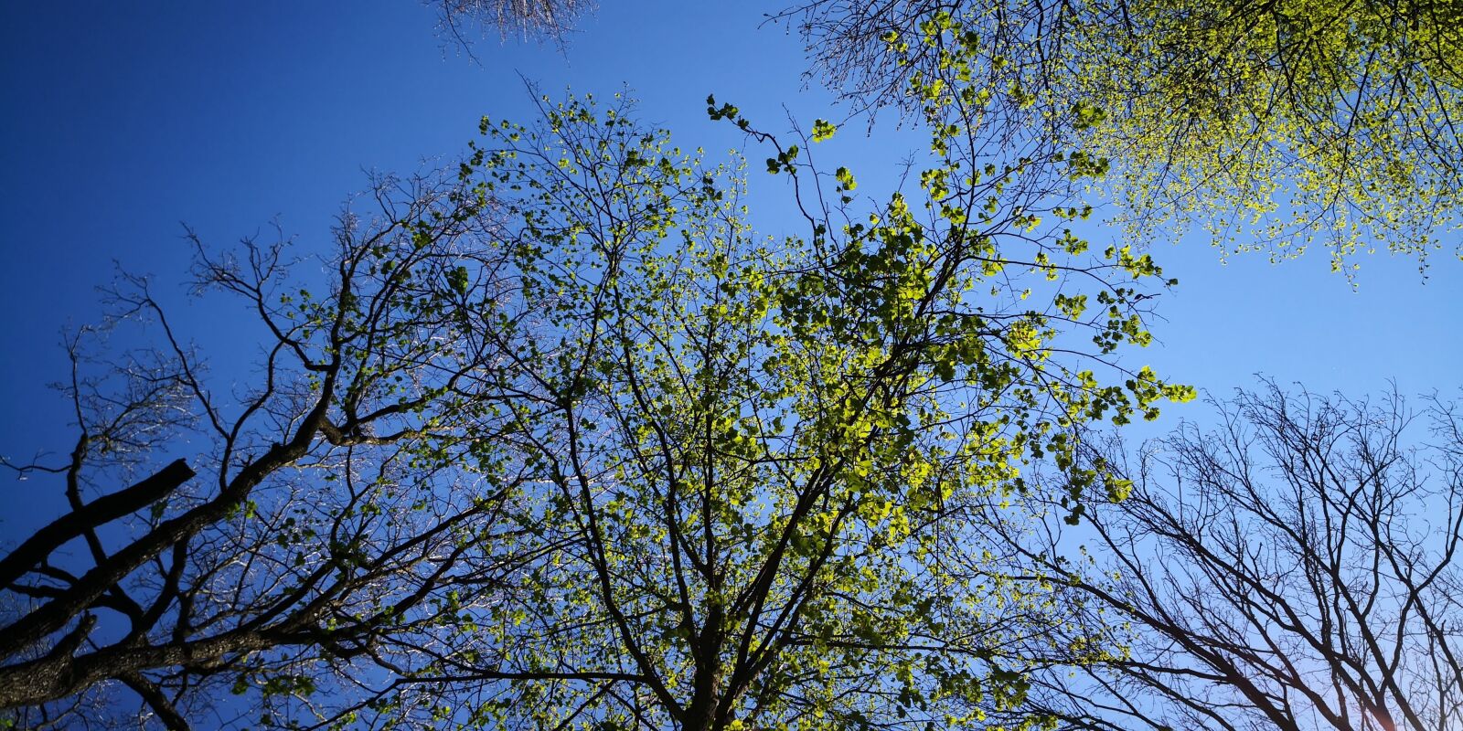 HUAWEI Mate 10 Pro sample photo. Tree, crown, nature photography