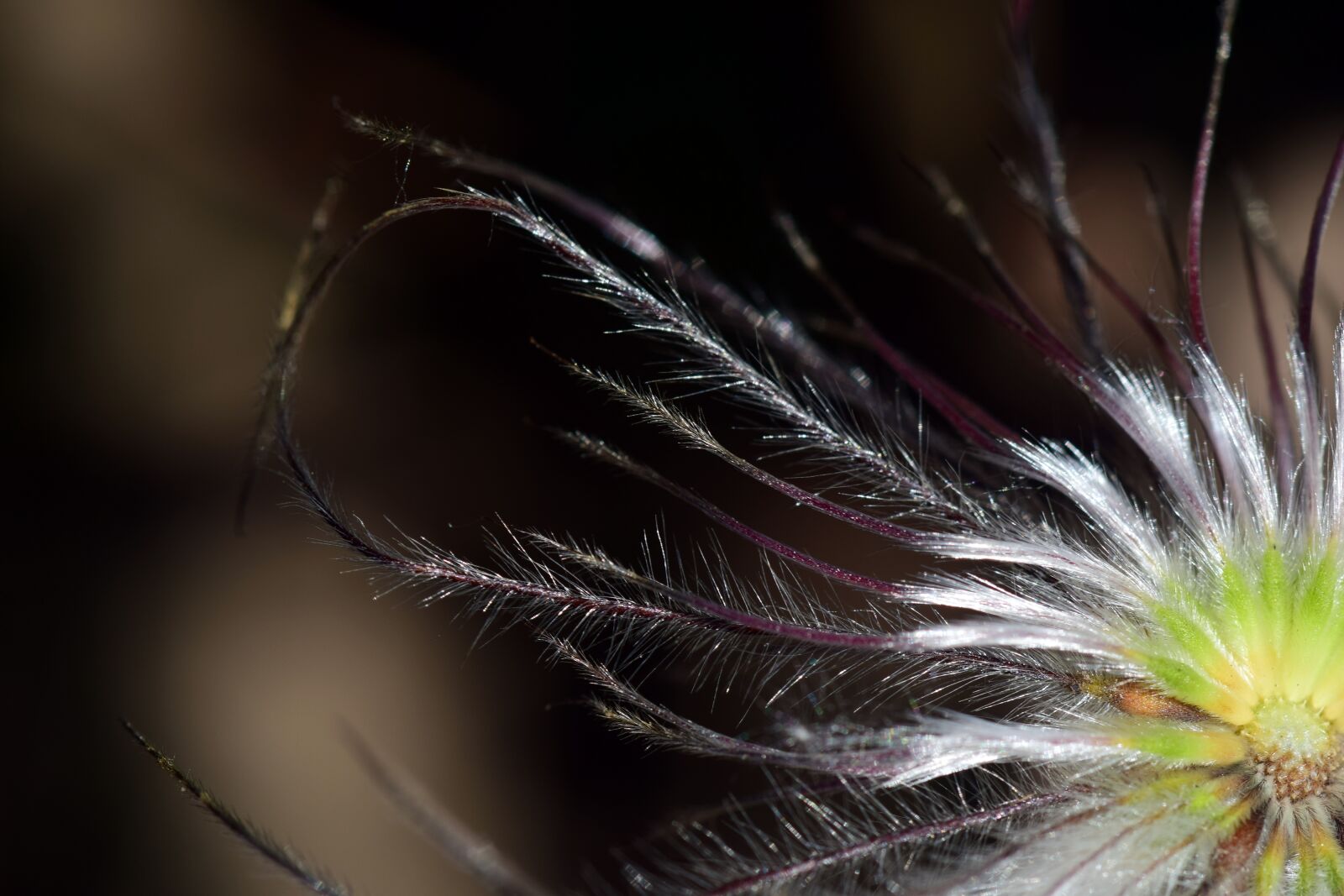 Nikon D3300 sample photo. Pasque flower, close up photography