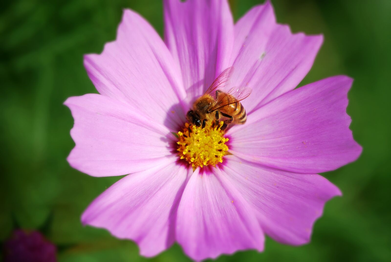Nikon D60 sample photo. Cosmos, bee, autumn photography