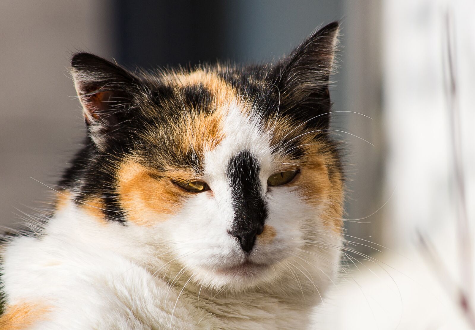 Canon EF 70-300mm F4-5.6 IS USM sample photo. Cat, mammal, animal photography