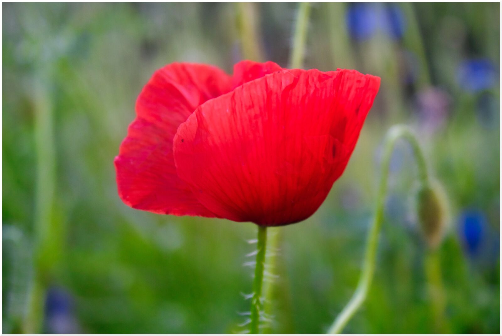 Canon EOS 200D (EOS Rebel SL2 / EOS Kiss X9) sample photo. Poppy, bloom, klatschmohn photography
