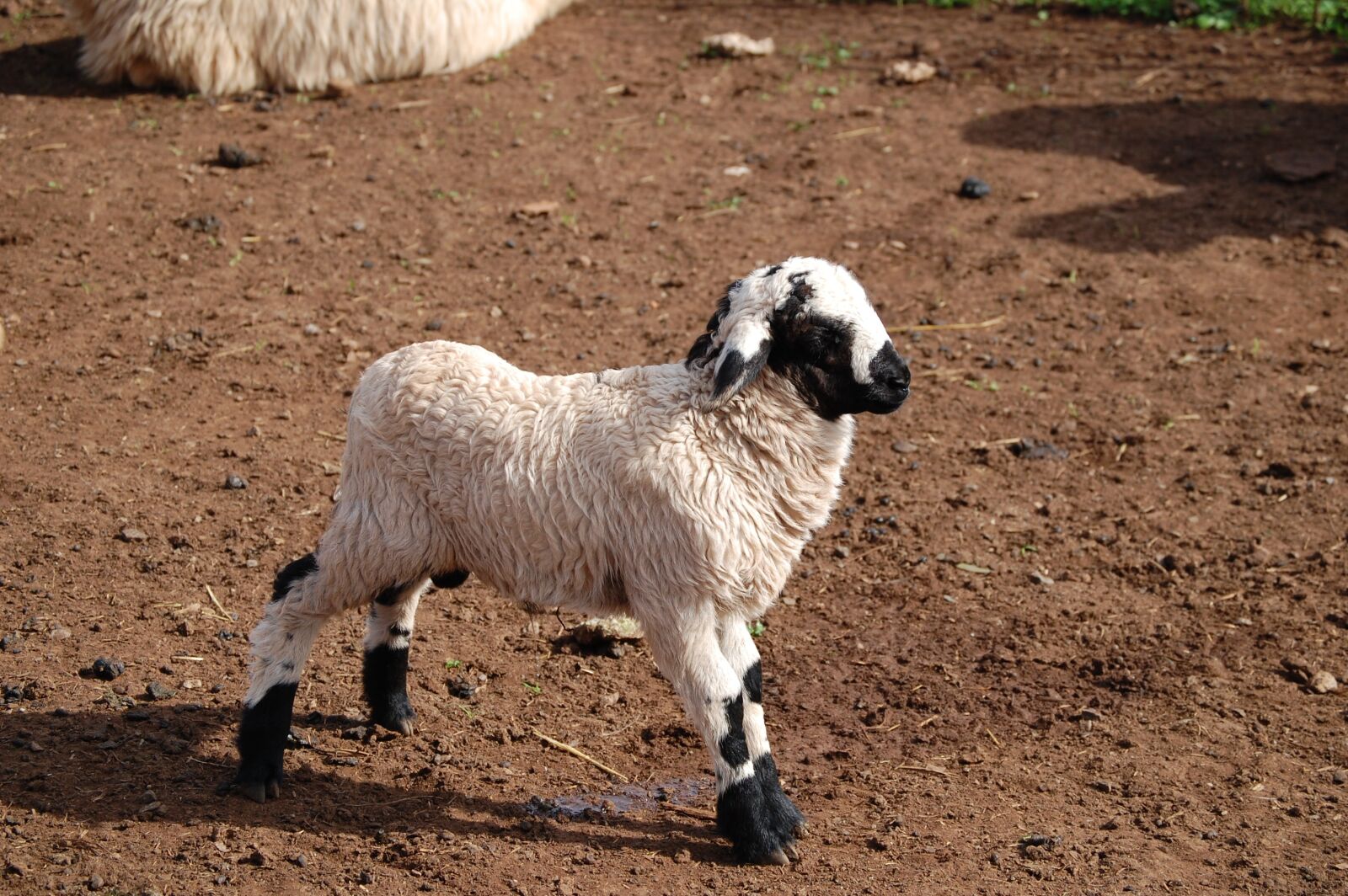 Nikon D40 sample photo. Nature, sheep, flock photography