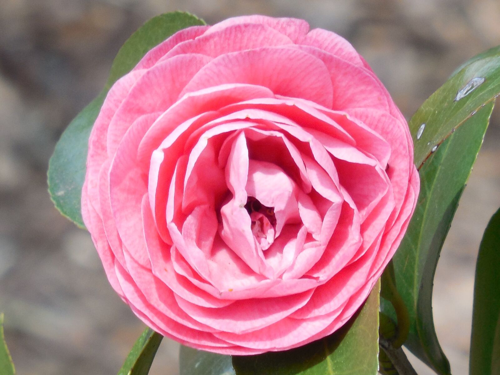 Nikon COOLPIX L620 sample photo. Camellia, flower, bloom photography
