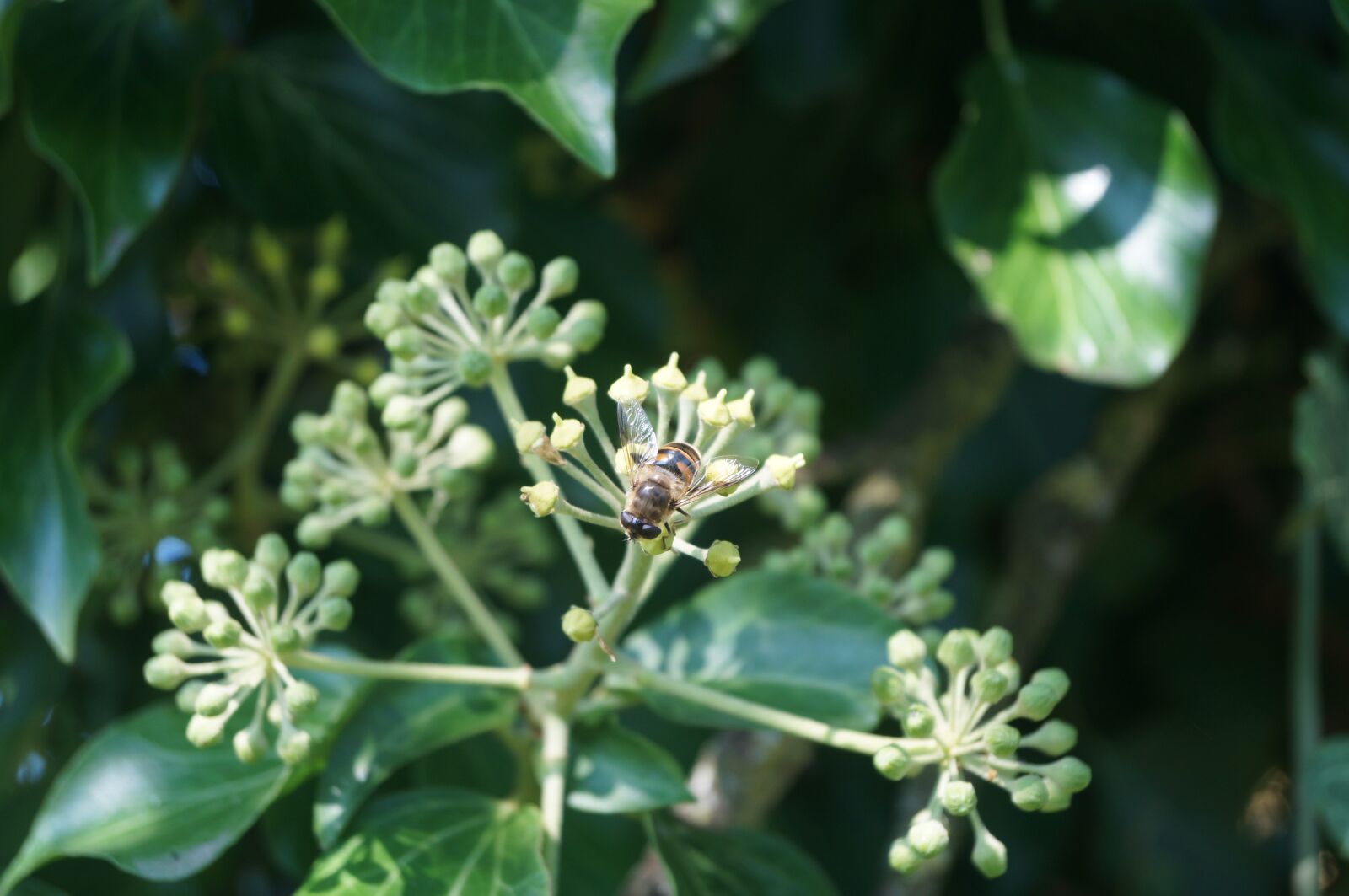 Sony SLT-A37 sample photo. Bee, honey bee, ivy photography