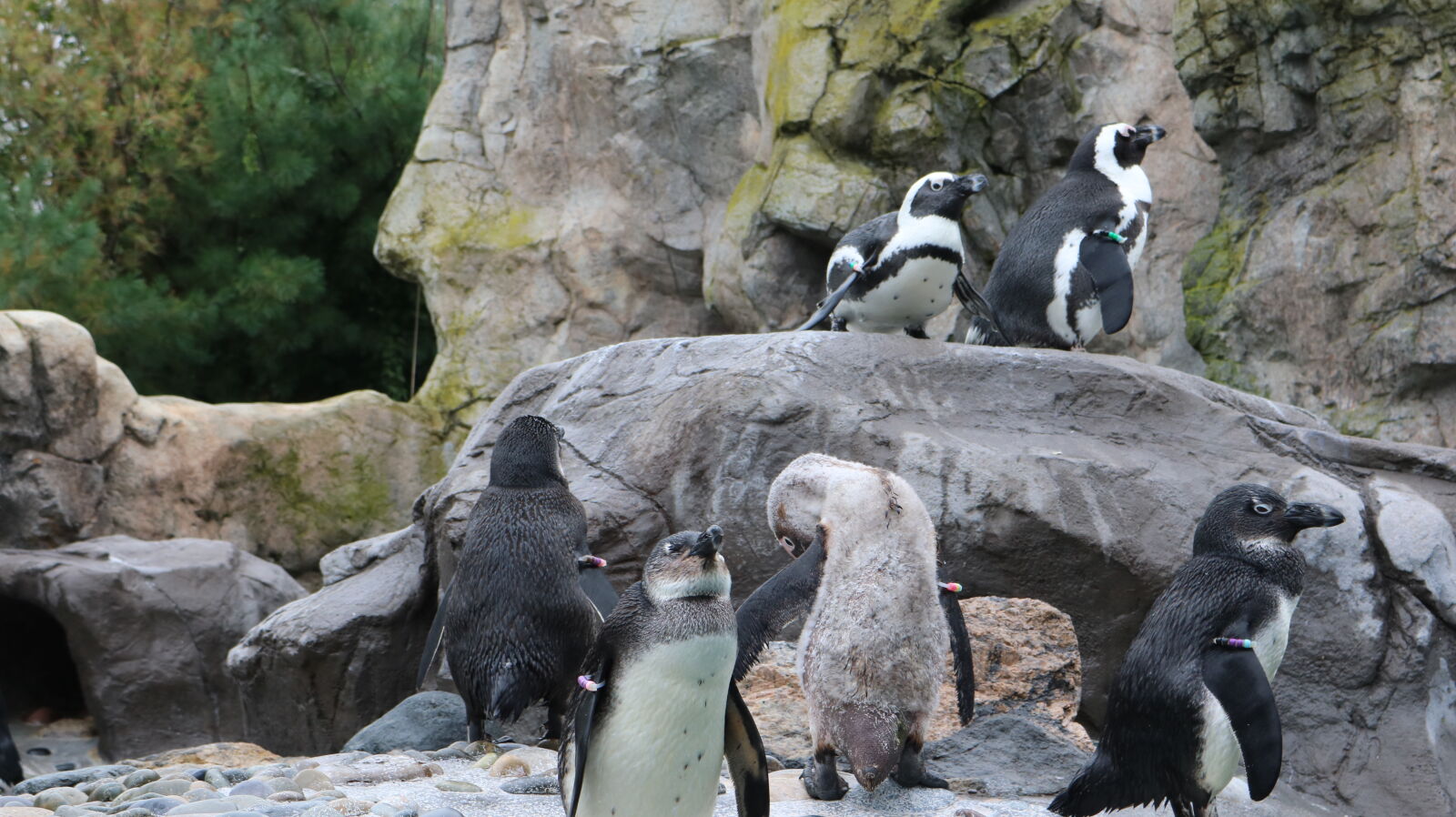 Canon EOS 750D (EOS Rebel T6i / EOS Kiss X8i) sample photo. Penguins photography