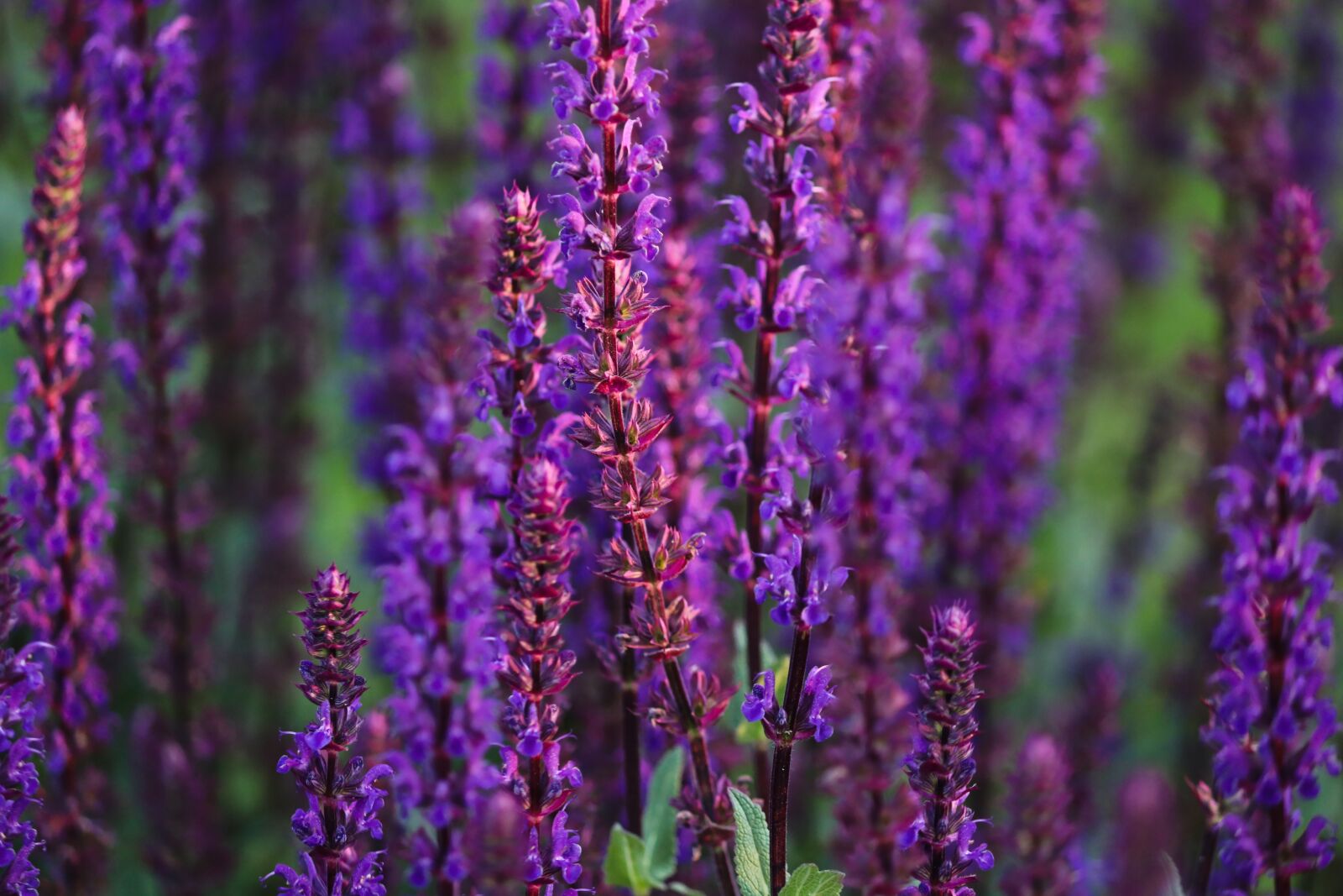 Canon EOS 200D (EOS Rebel SL2 / EOS Kiss X9) sample photo. Steppe-sage, garden sage, decorative photography
