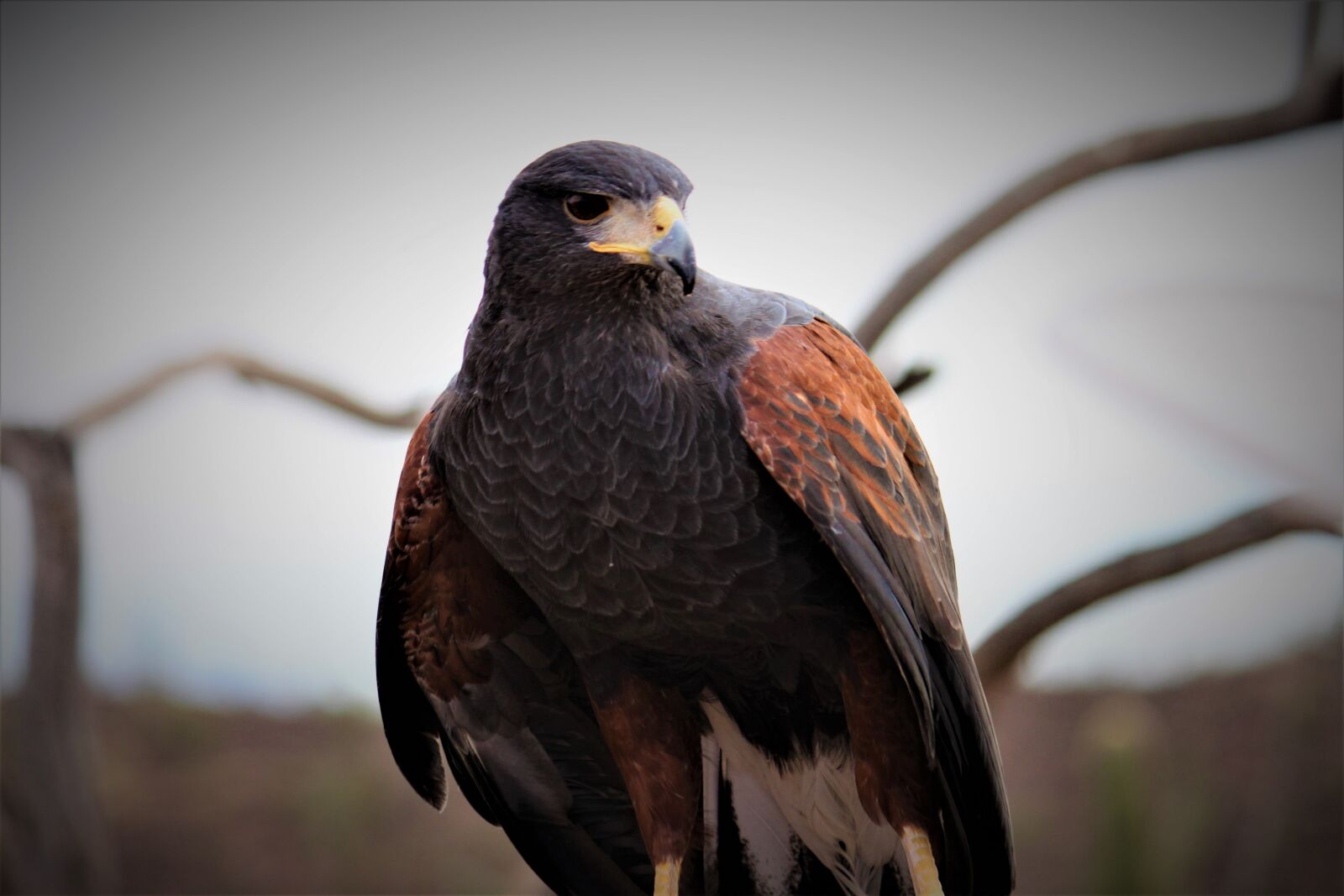 Canon EOS 500D (EOS Rebel T1i / EOS Kiss X3) sample photo. Harris's hawk, bird, raptor photography