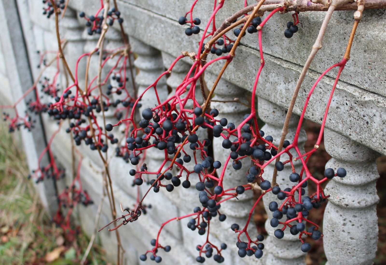 Canon EOS 1200D (EOS Rebel T5 / EOS Kiss X70 / EOS Hi) sample photo. Wild wine, fruit, black photography
