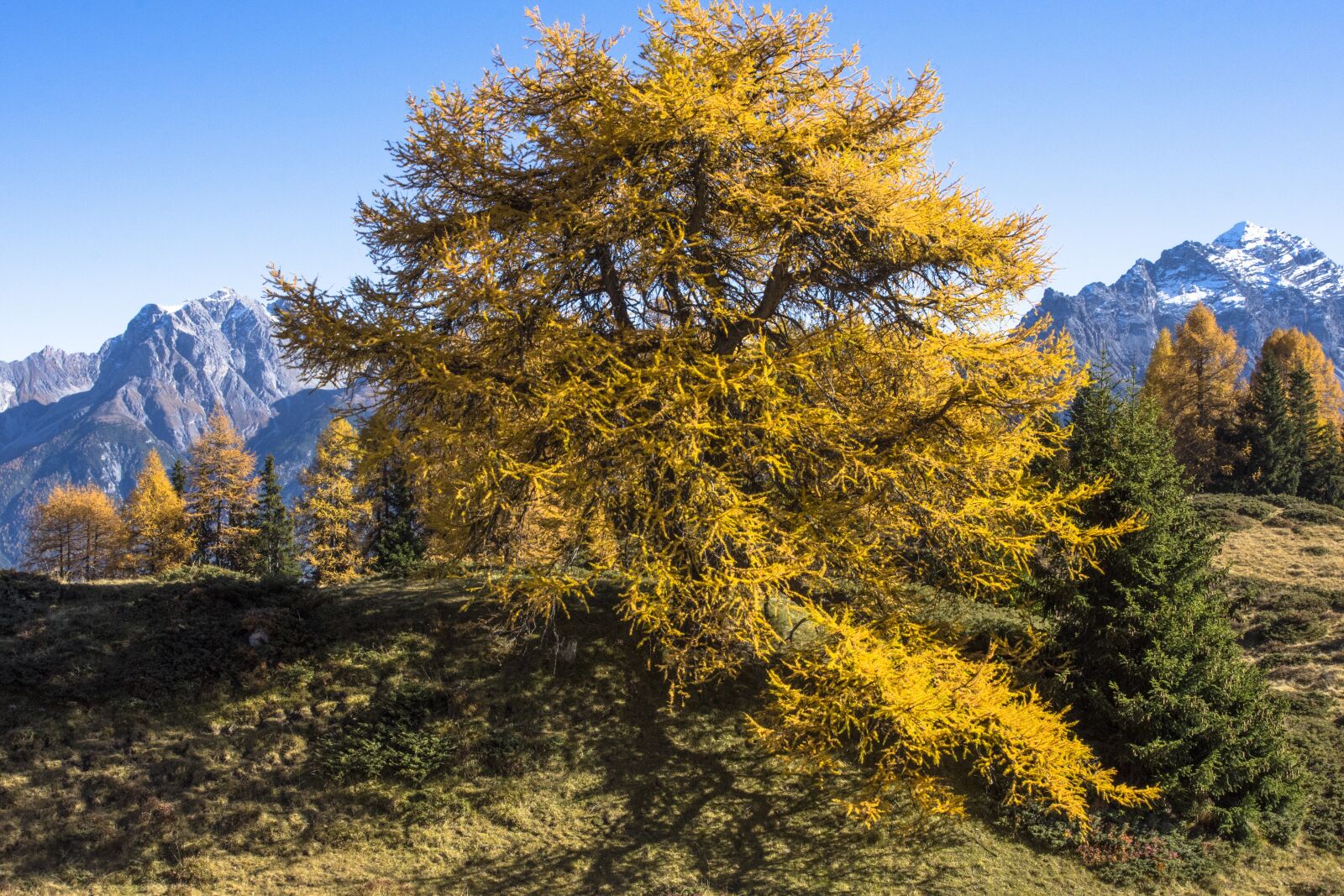 Nikon D7200 sample photo. Pine, fall color, tree photography