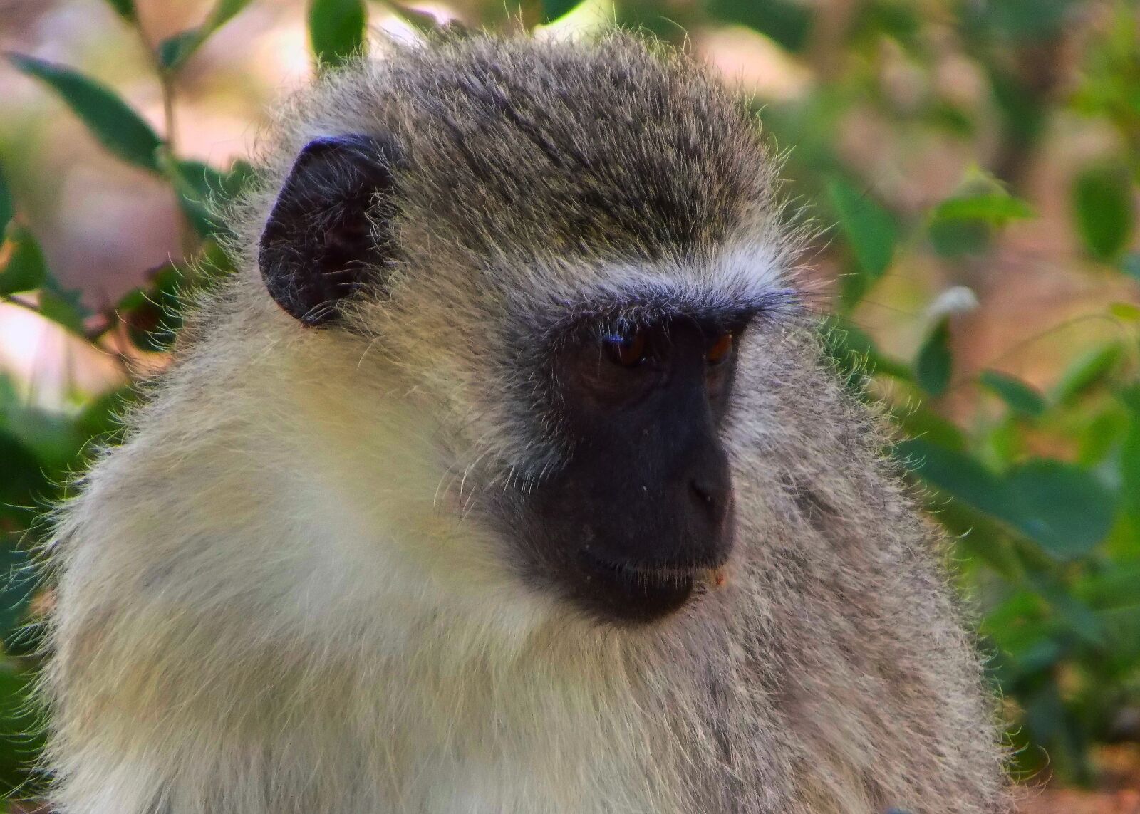 Nikon COOLPIX L340 sample photo. Vervet monkey, ape, animal photography