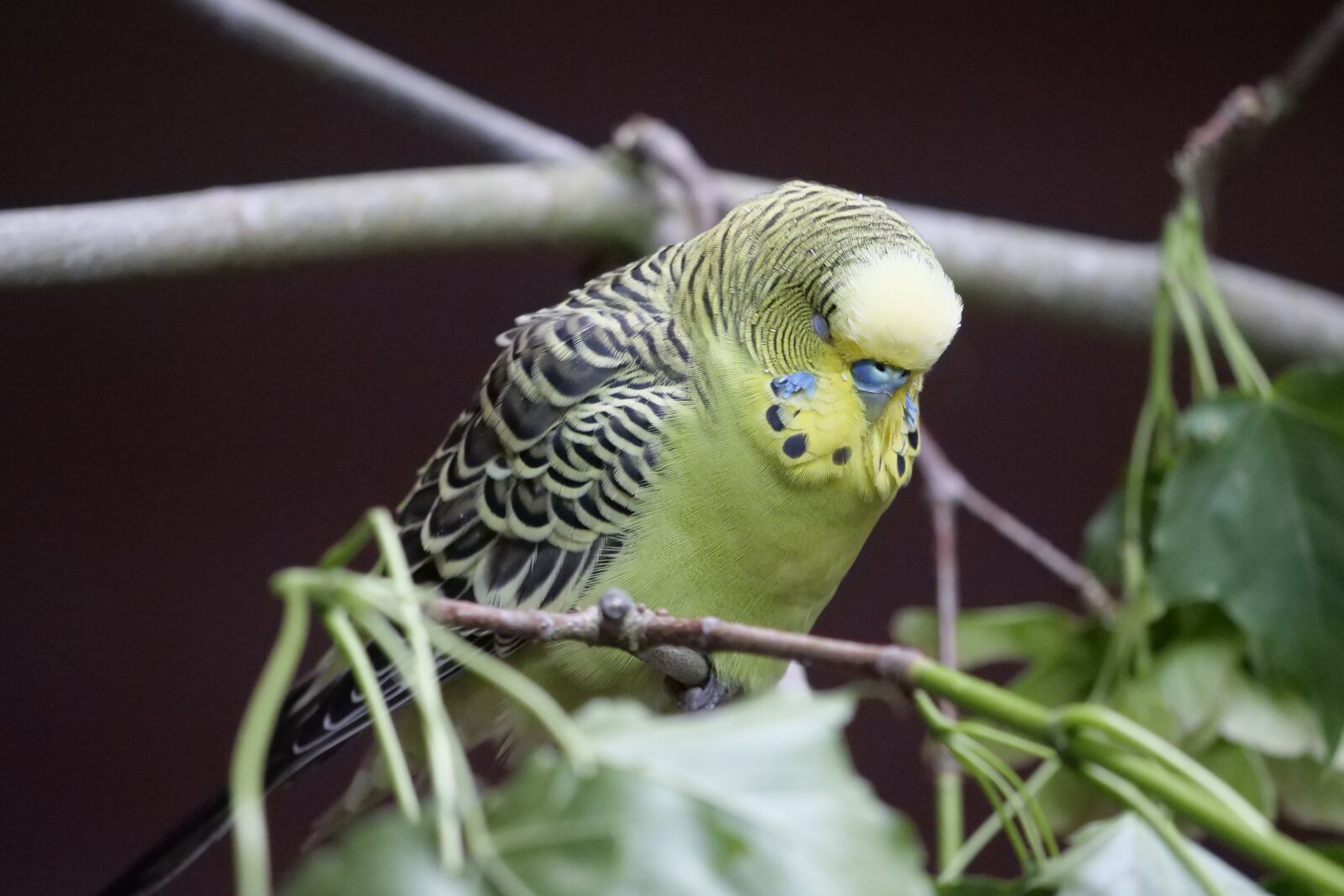 Panasonic Lumix DC-G9 sample photo. Animal world, birds, budgie photography