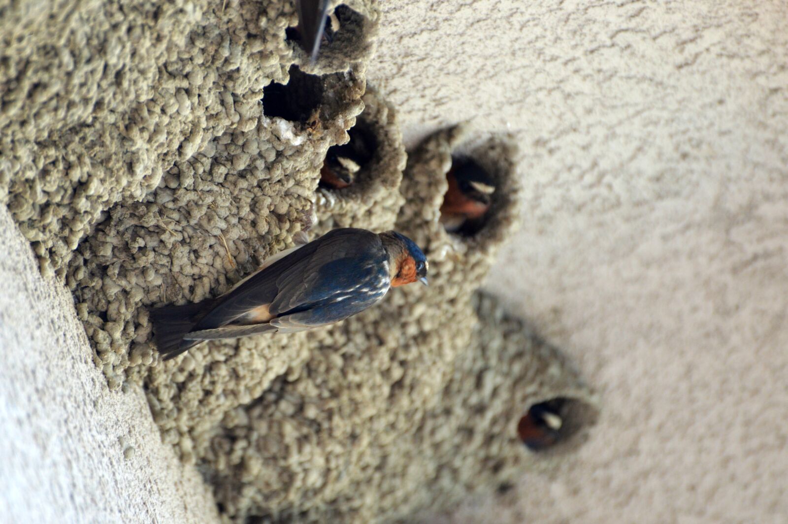 Nikon D3200 sample photo. Swallows, birds, nature photography