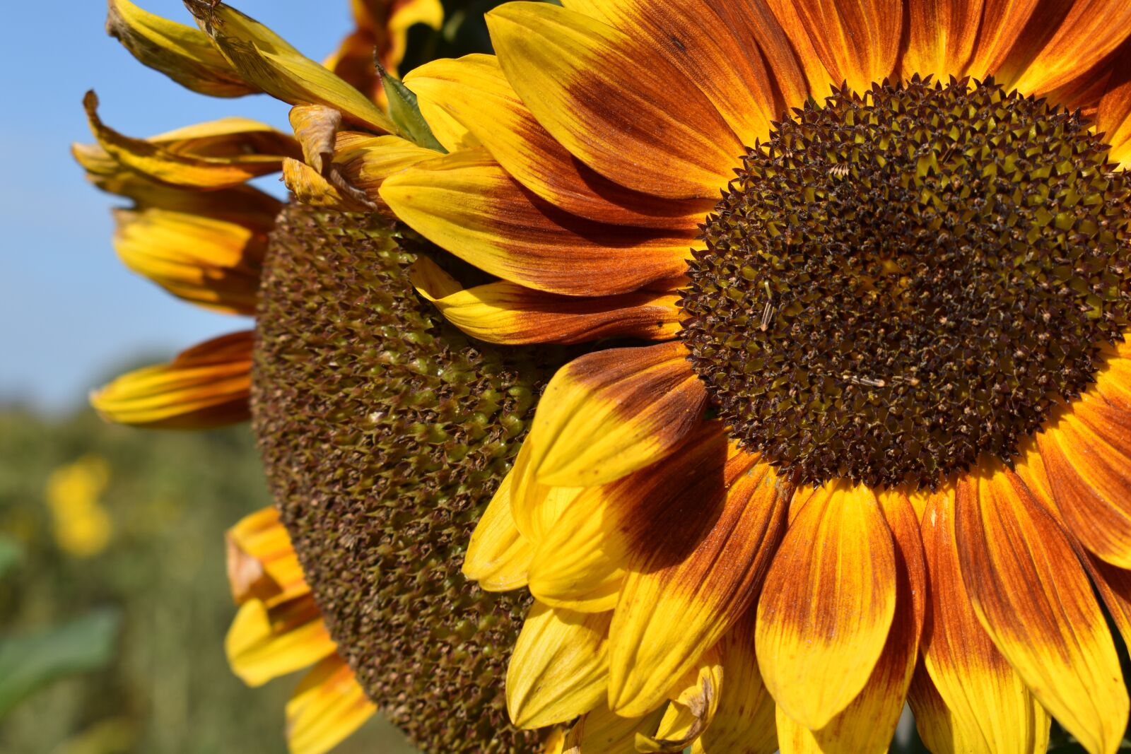 Nikon D3500 sample photo. Sunflowers, flowers, petals photography