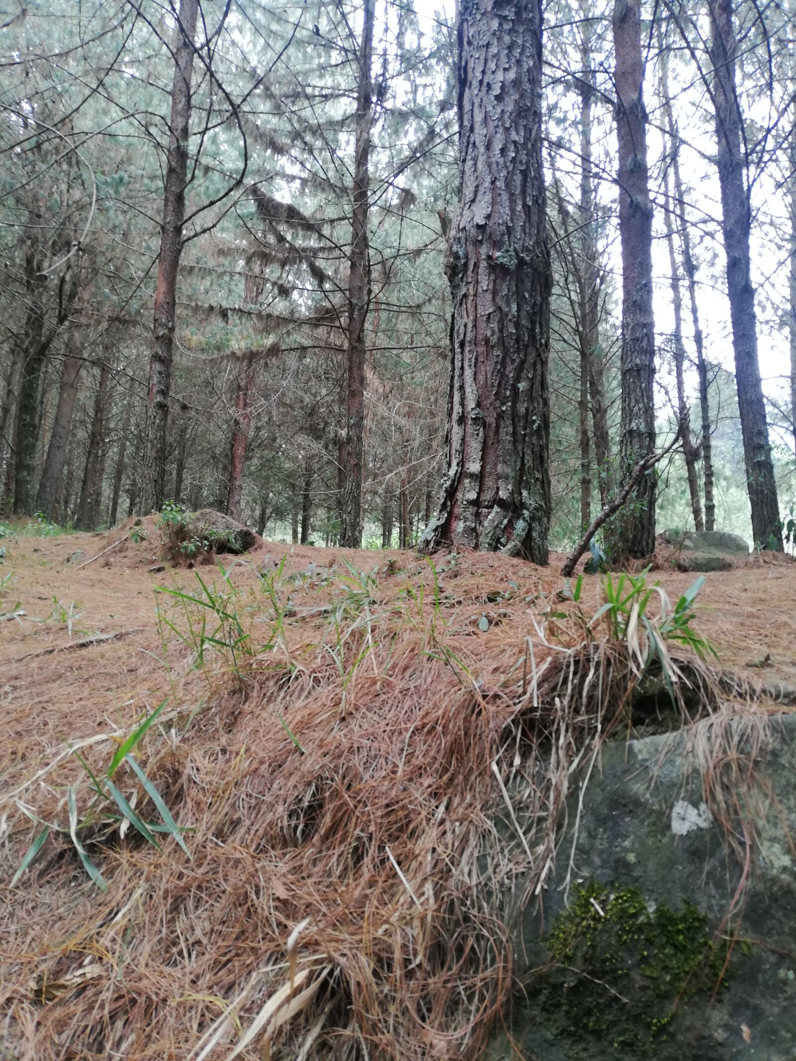 HUAWEI P20 lite sample photo. Forest, countryside, landscape photography