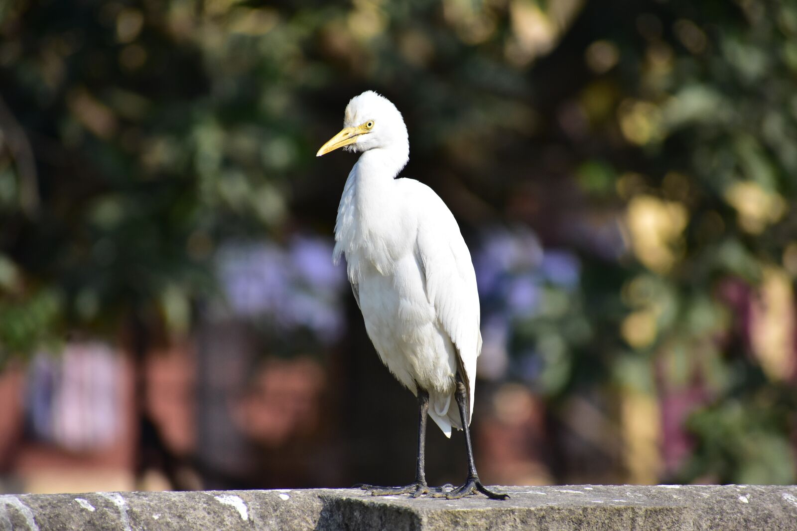 Nikon D3400 sample photo. Bird, close up, focus photography