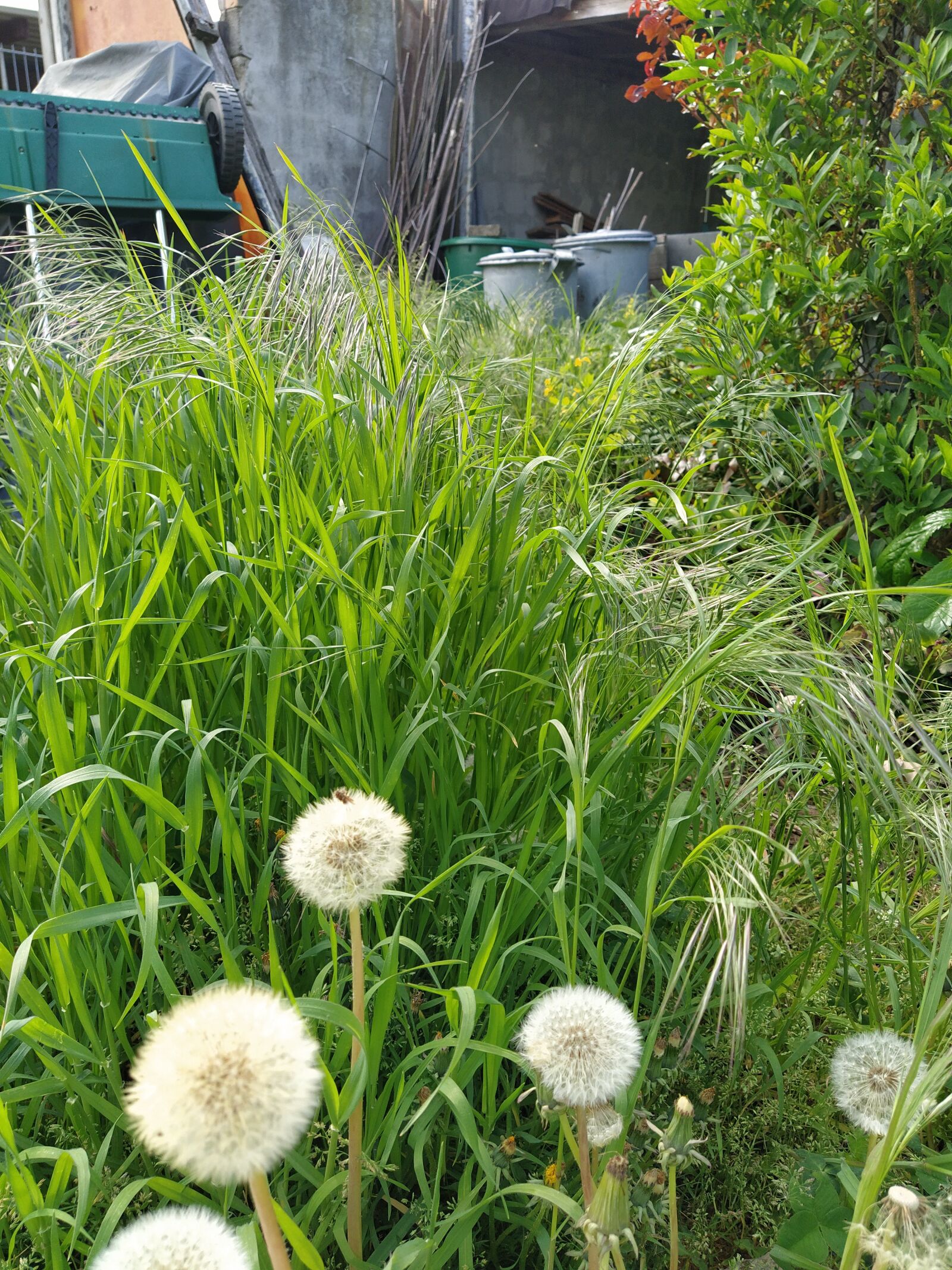 Xiaomi Mi A3 sample photo. Dandelion, grass, green photography