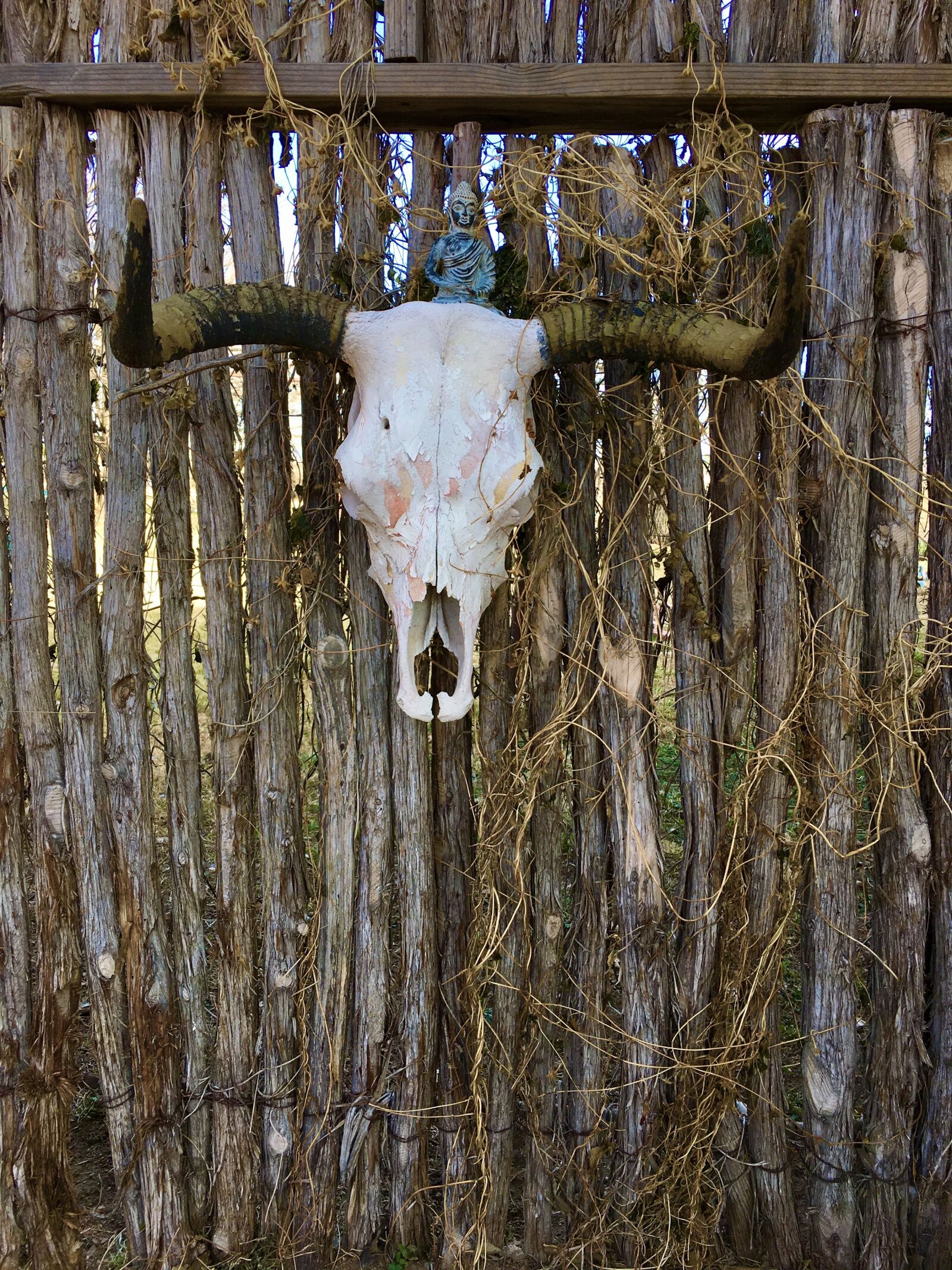 iPhone 6s back camera 4.15mm f/2.2 sample photo. Skull, country, bull photography