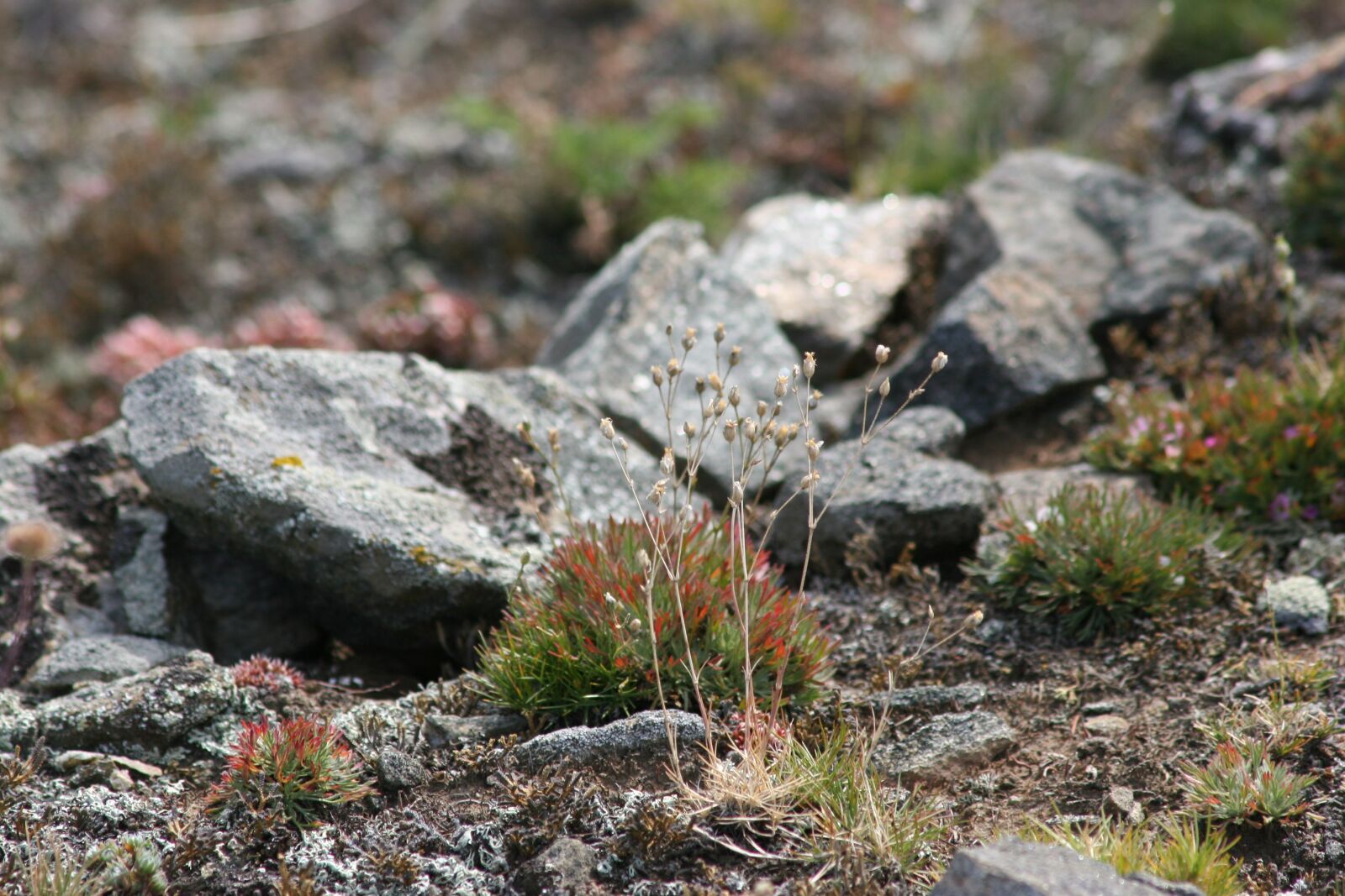 Canon EOS 20D sample photo. Orchid, baikalsee, olkhon photography