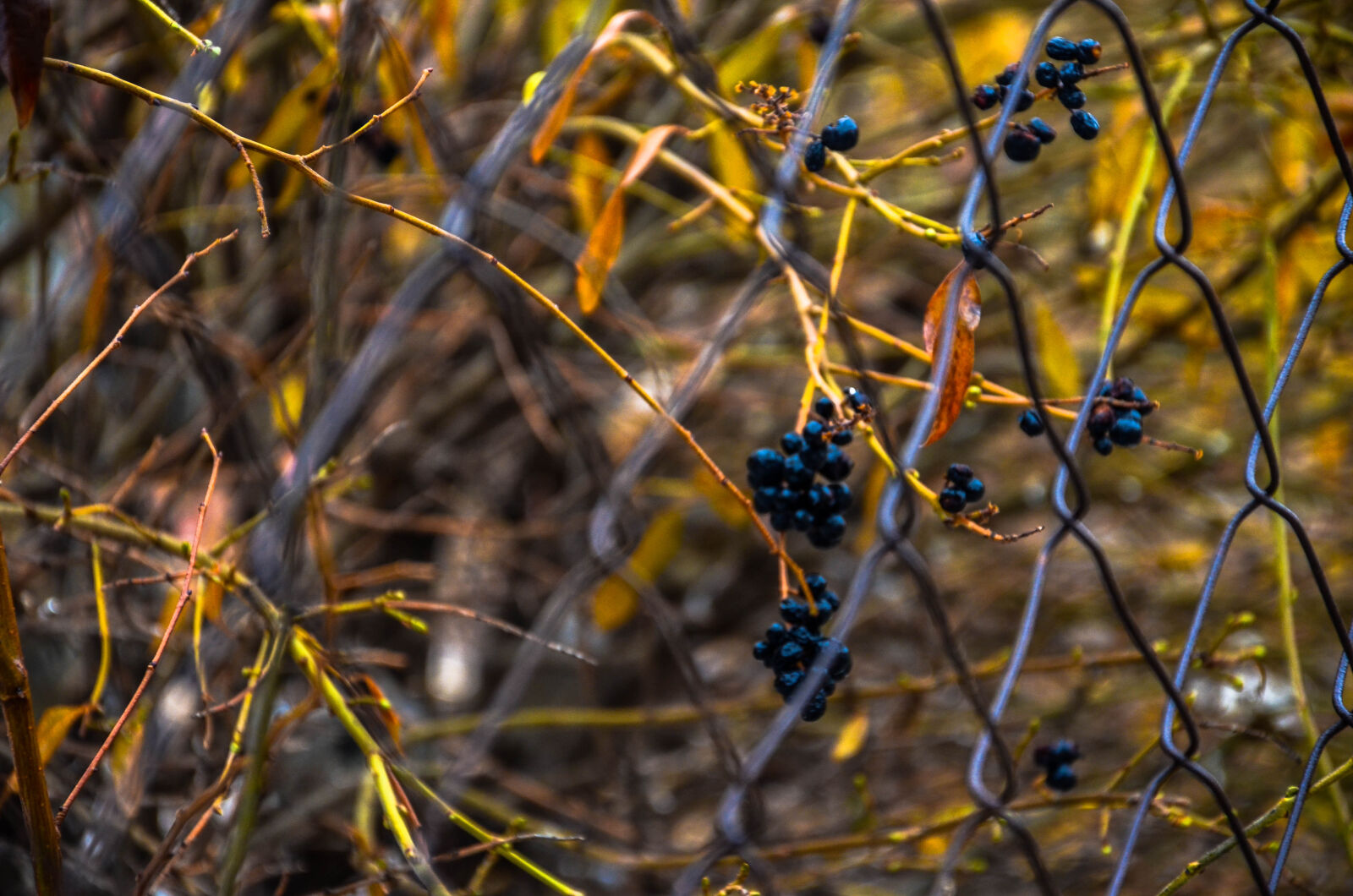 Nikon D5100 sample photo