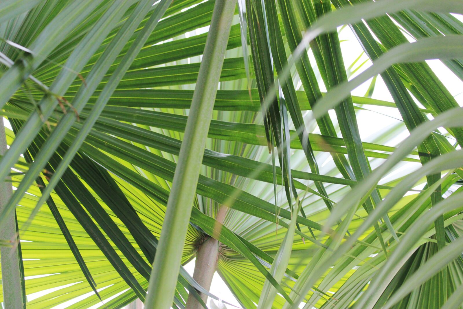Canon EOS 600D (Rebel EOS T3i / EOS Kiss X5) sample photo. Leaf, green, nature photography