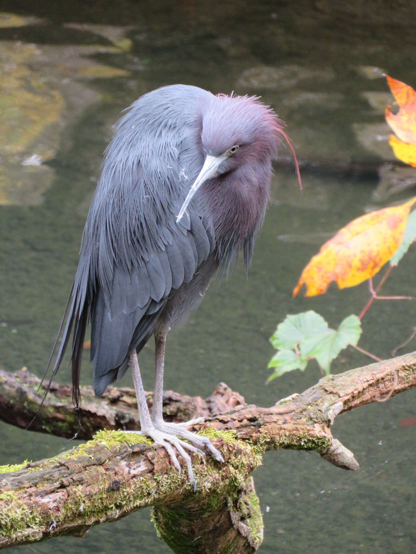 Canon PowerShot SX720 HS sample photo. Heron, blue, bird photography