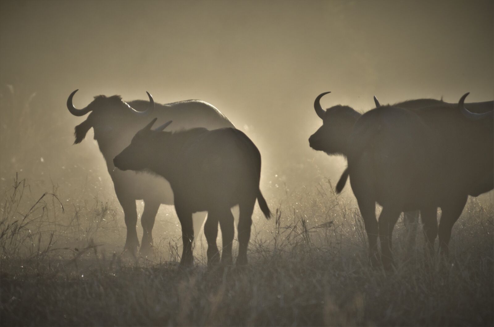 Nikon D7000 sample photo. Buffalo, africa, cape photography
