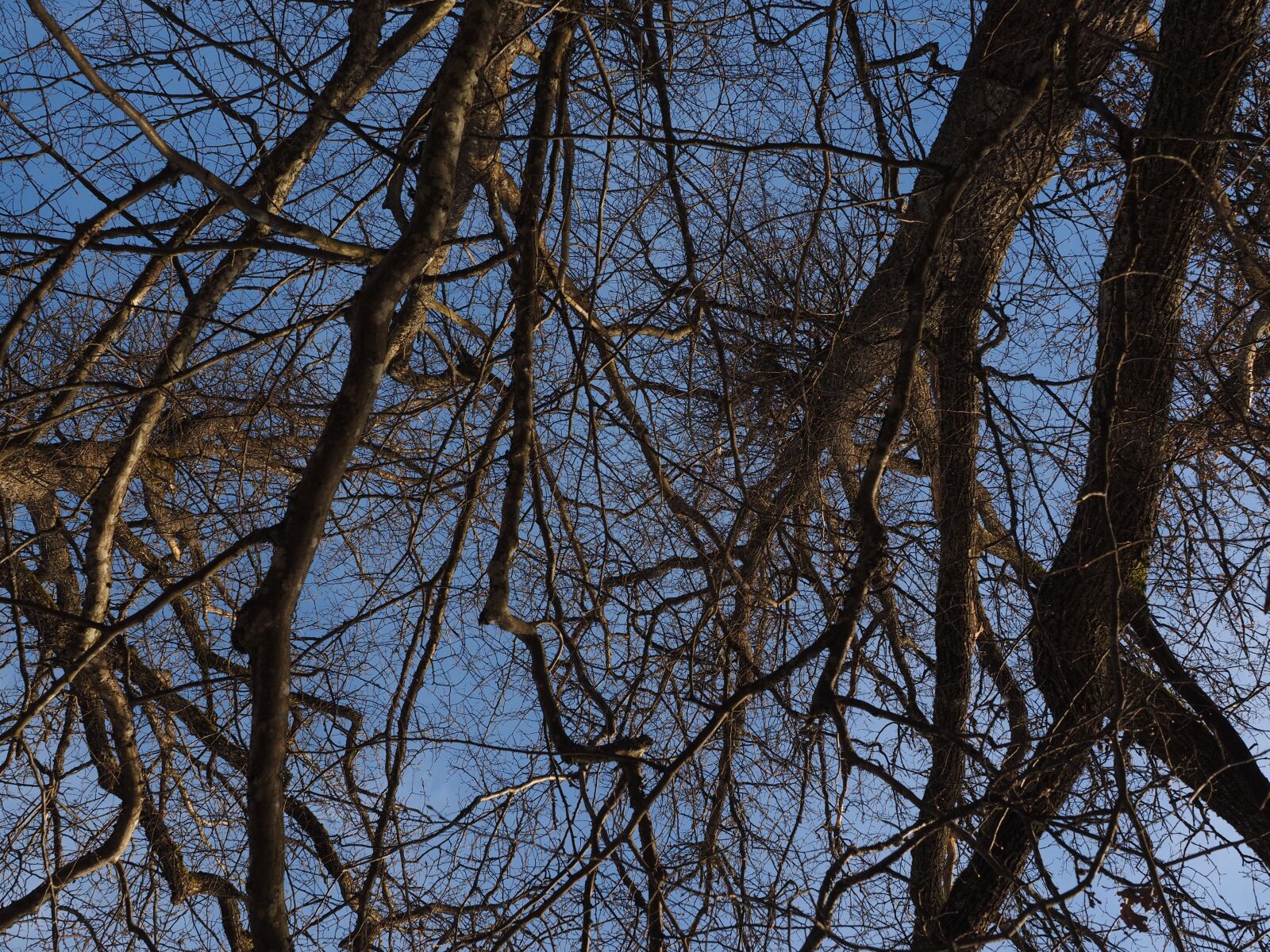 Olympus OM-D E-M1 + Olympus M.Zuiko Digital ED 12-40mm F2.8 Pro sample photo. Trees, branches, aste photography