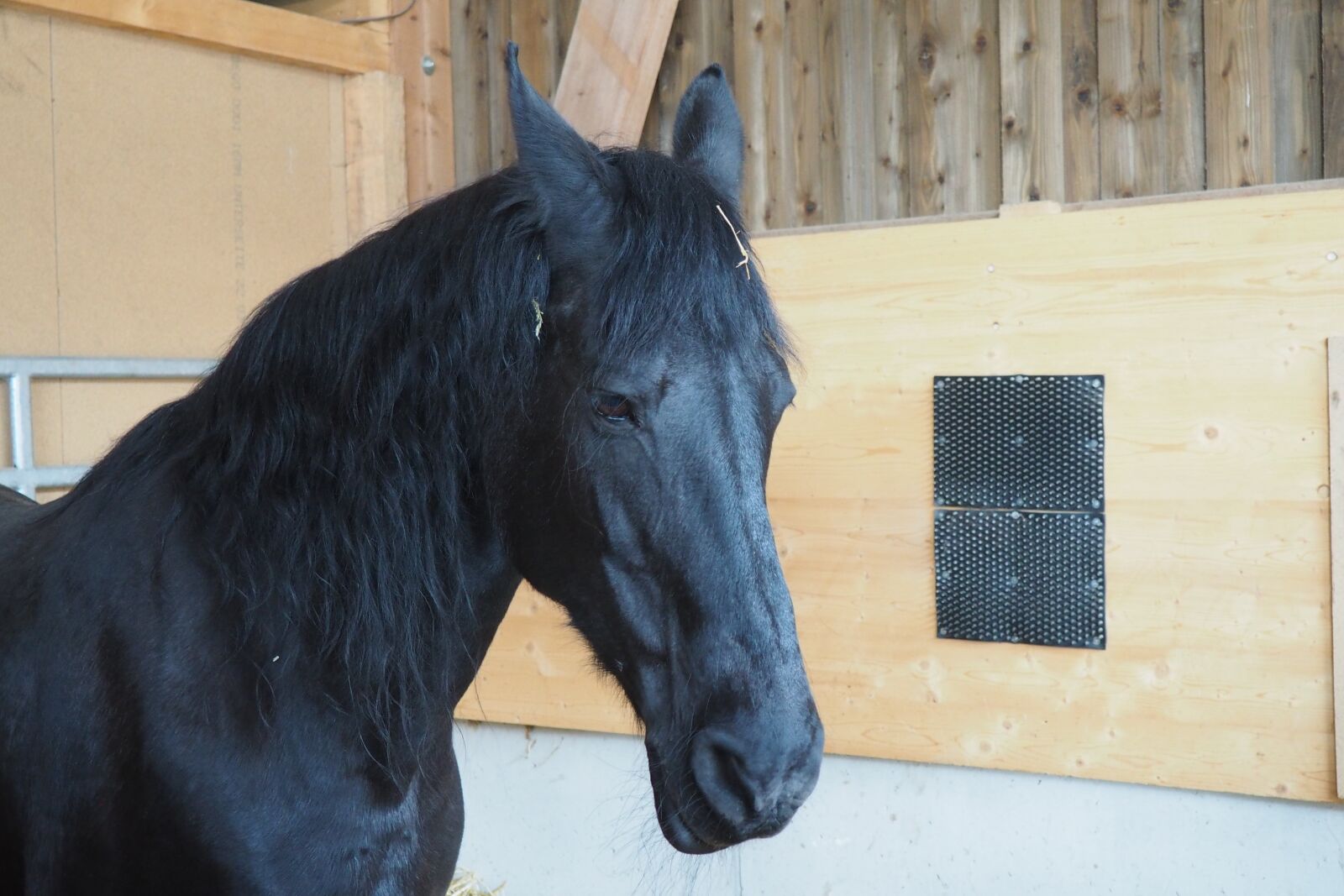 Olympus OM-D E-M10 sample photo. Horse, stallion, horses photography