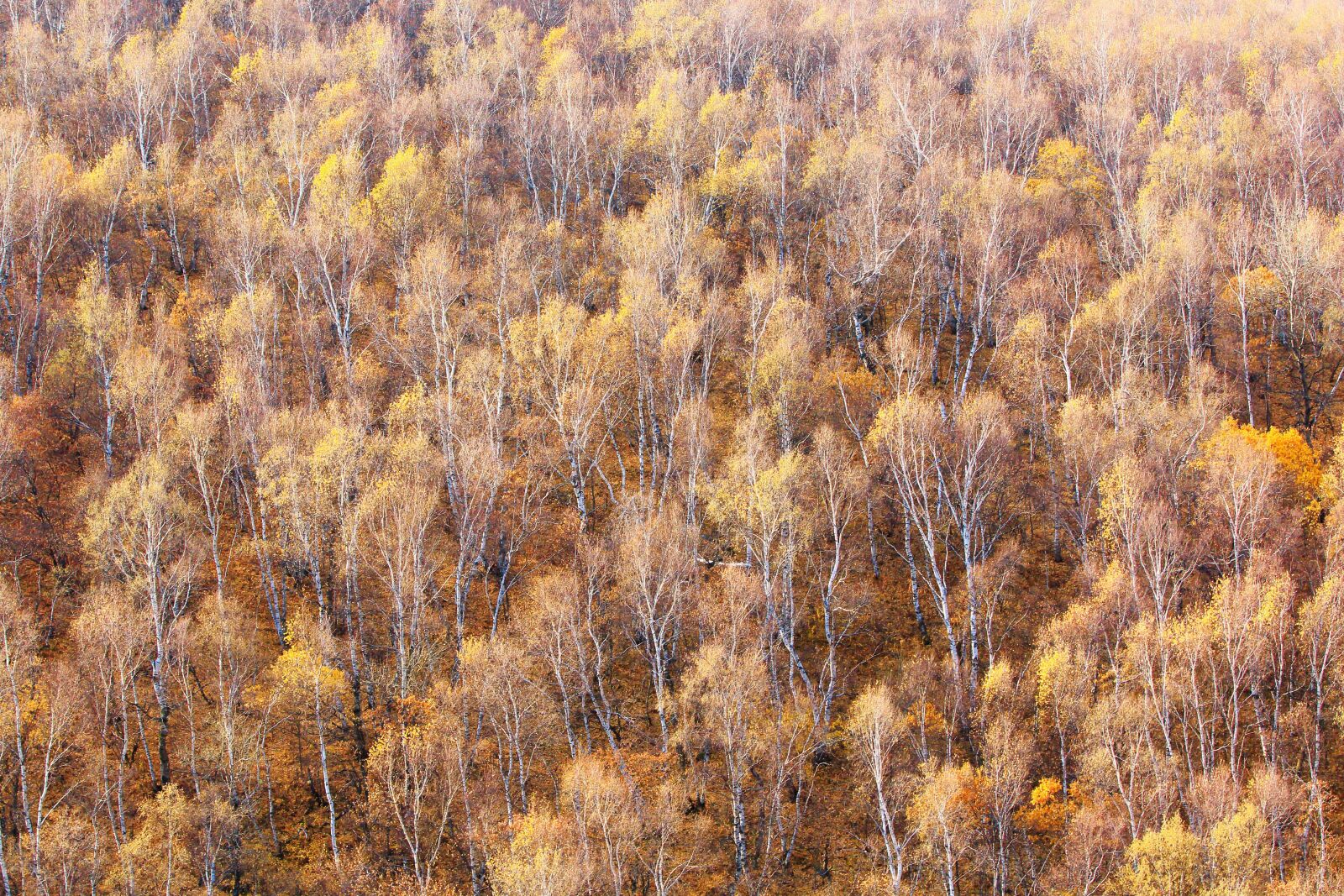 Canon EF 70-200mm F2.8L IS USM sample photo. Autumn, tree, the scenery photography