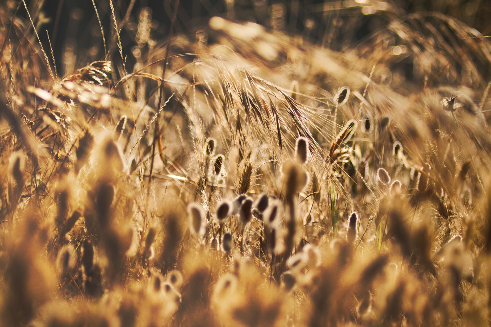 Canon EOS 80D sample photo. Grain, sunset, plant photography