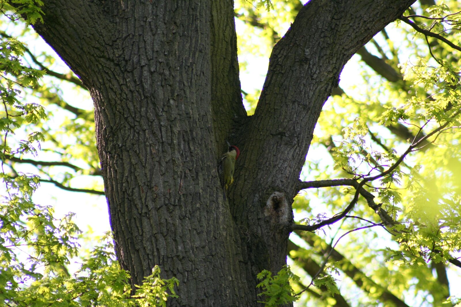 Canon EOS 350D (EOS Digital Rebel XT / EOS Kiss Digital N) sample photo. Tree, nature, leaf photography