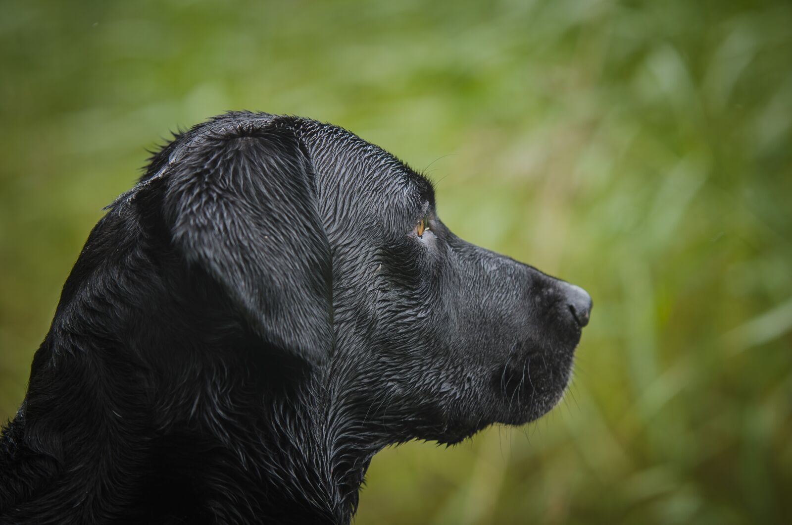 Nikon D7000 sample photo. Labrador retriever, kind, bird photography