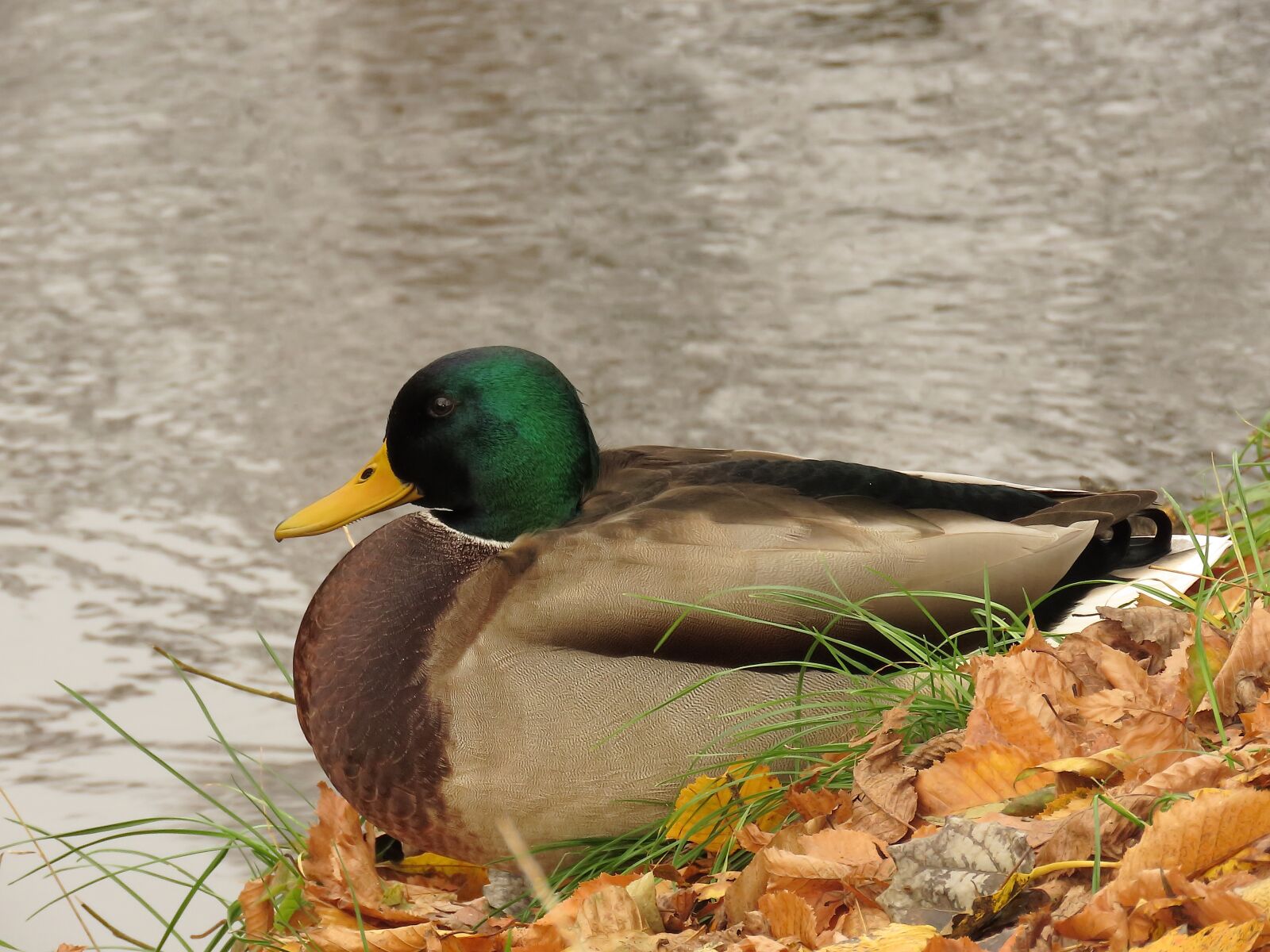 Canon PowerShot SX60 HS sample photo. Mallard, drake, duck photography