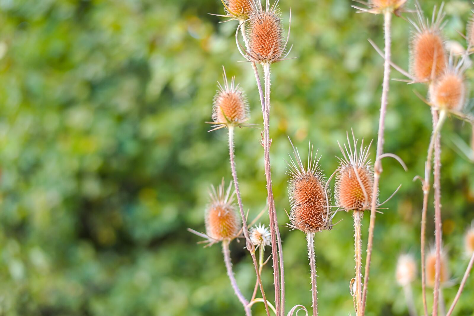 Nikon D750 sample photo. Green, bokeh, arctium photography