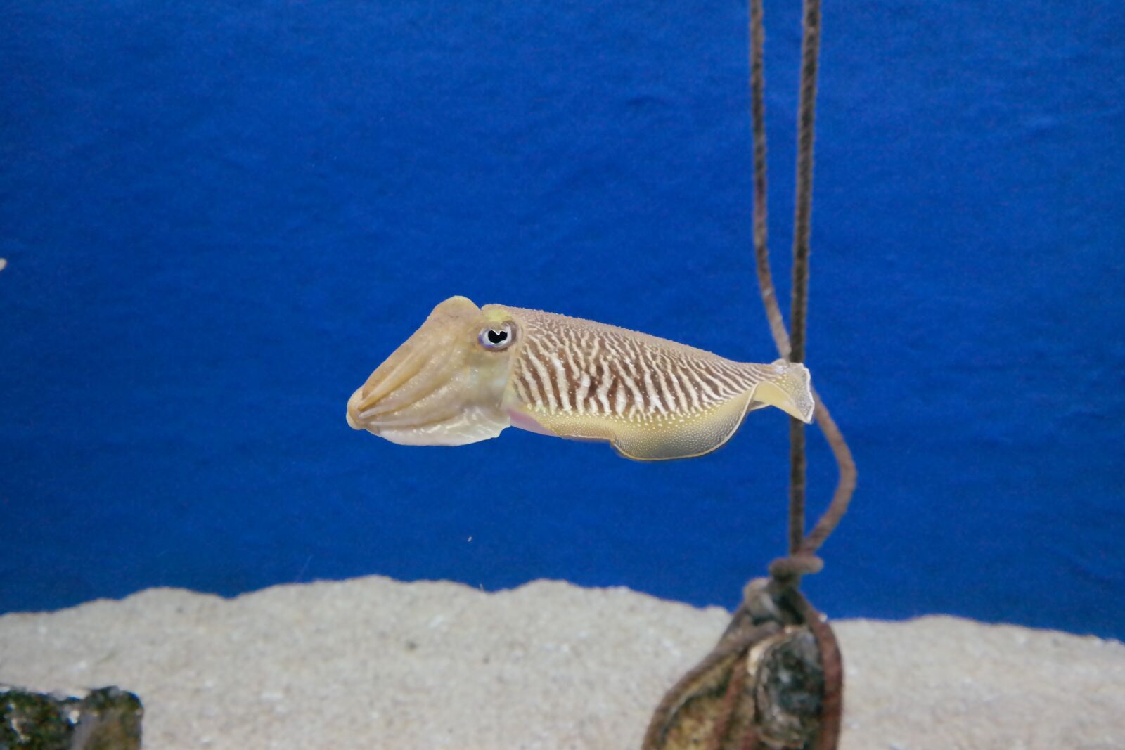 Samsung NX300 sample photo. Squid, sepia, aquarium photography