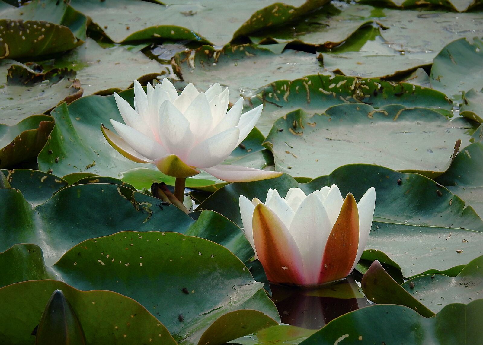 Nikon Coolpix P900 sample photo. Water lily, the beauty photography