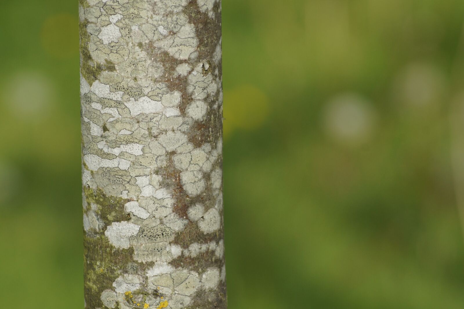Sony SLT-A58 sample photo. Nature, green, background photography