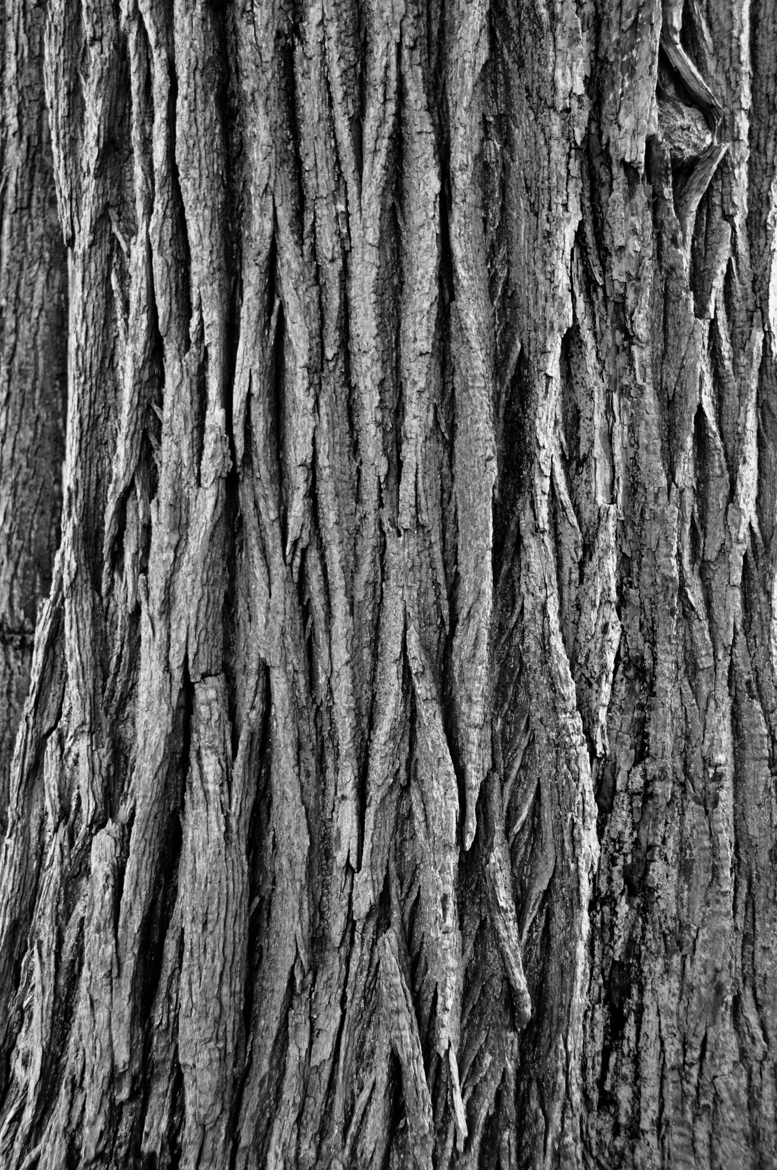 Nikon D5000 sample photo. Tree bark, pattern, rough photography