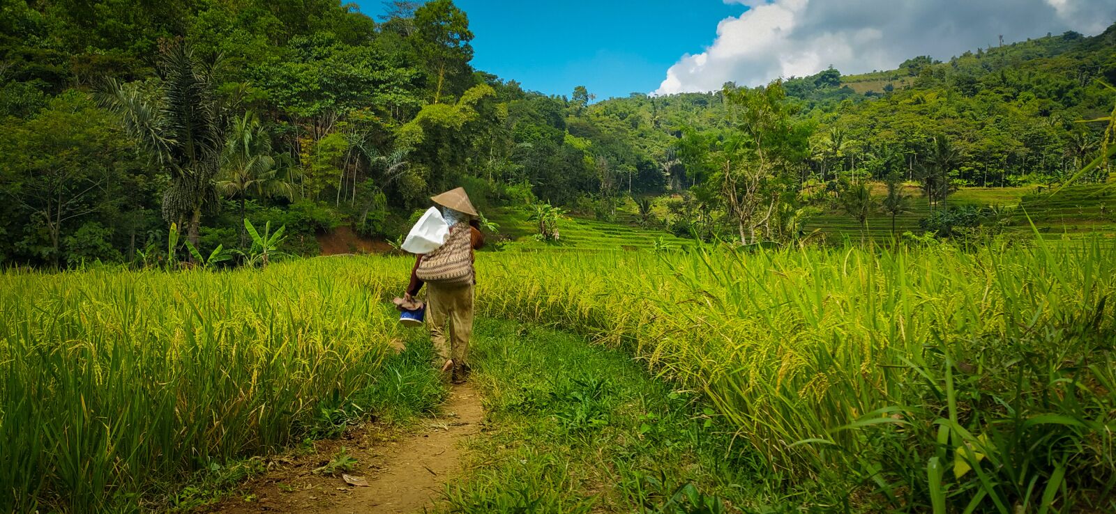 Xiaomi Redmi Note 8 sample photo. Farmer, rice, grass photography