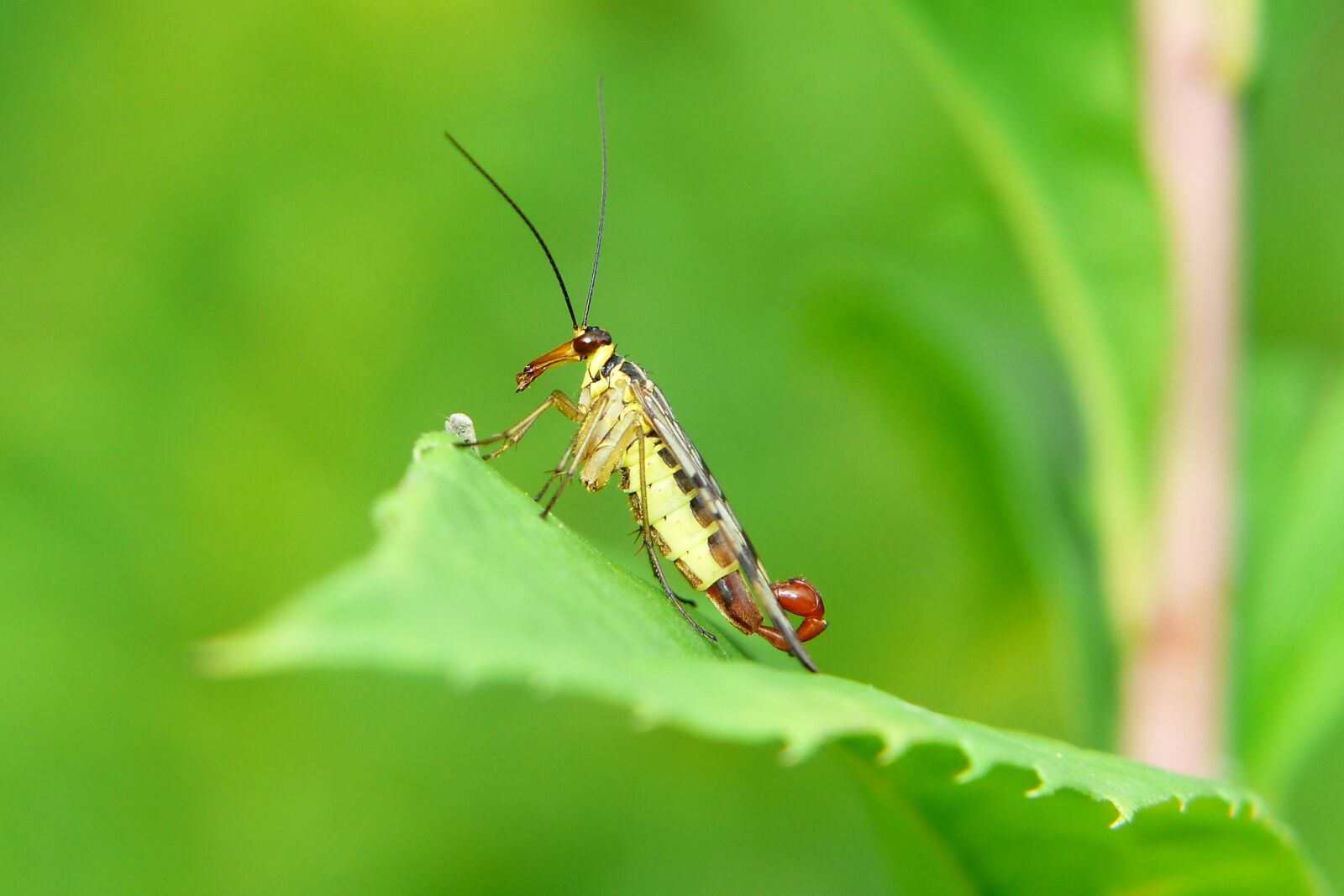 Panasonic Lumix DMC-FZ200 sample photo. Scorpionica total, tom, insect photography