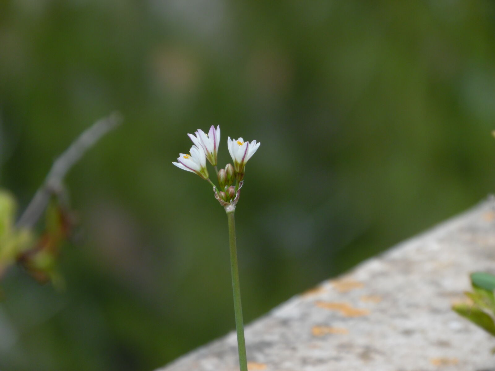 Samsung WB1100F/WB1101F/WB1102F sample photo
