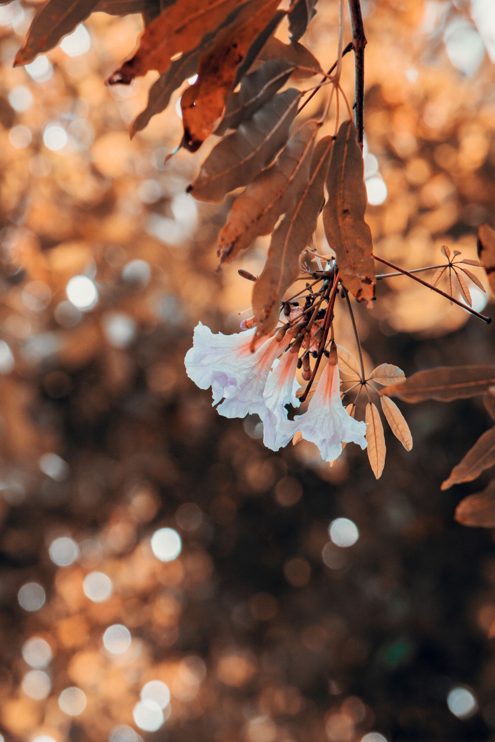 Nikon D3200 sample photo. Flower, natural, nature photography