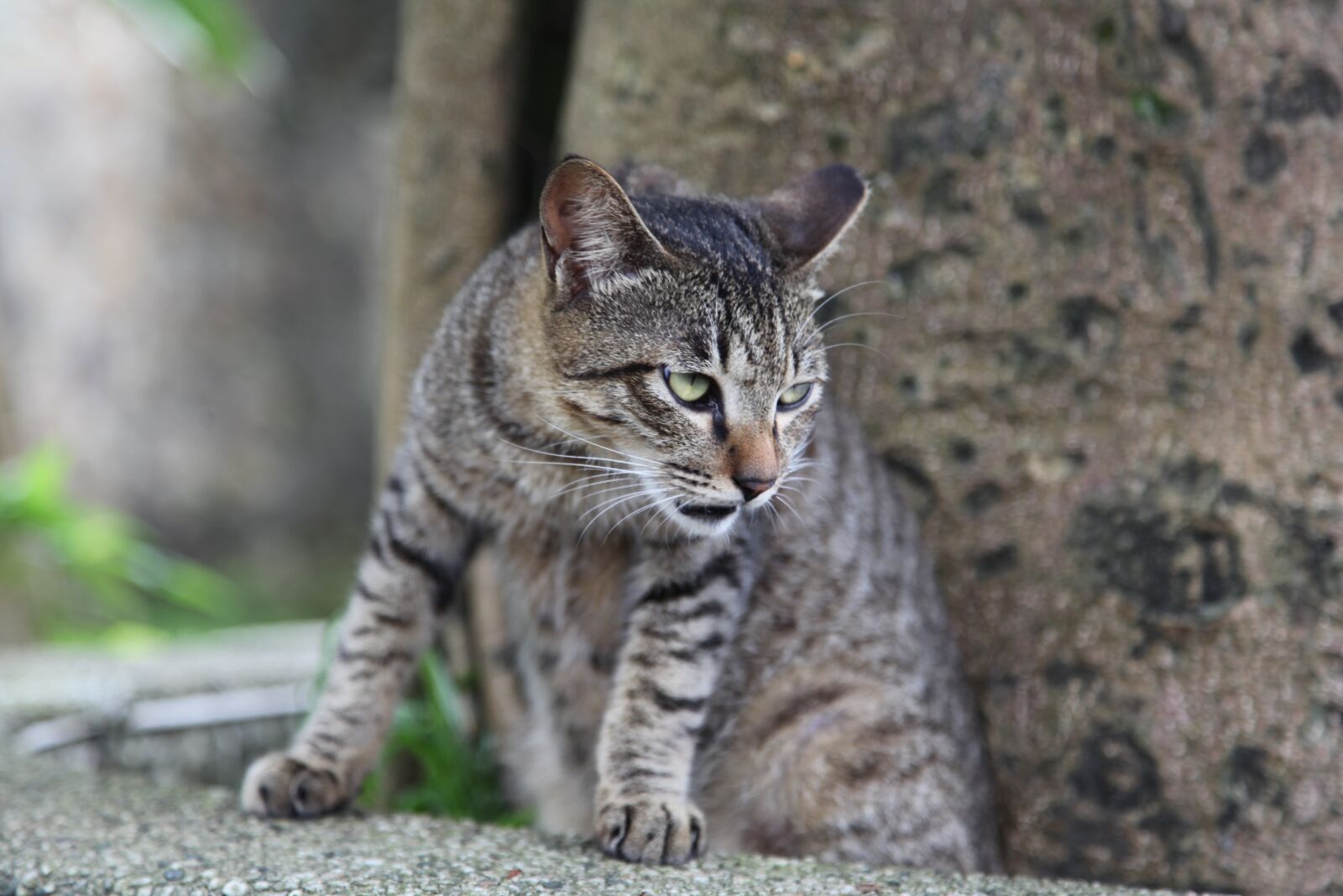 Canon EOS 5D Mark II sample photo. Cats, angry, animal photography