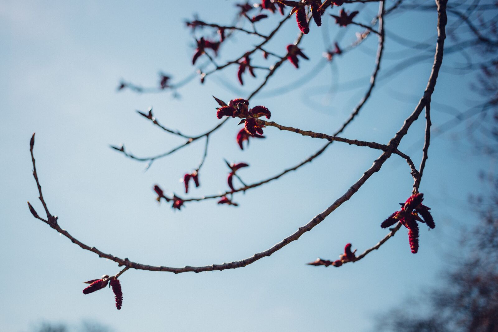 Canon EOS 6D + Canon EF 40mm F2.8 STM sample photo. Tree, branch, plant photography