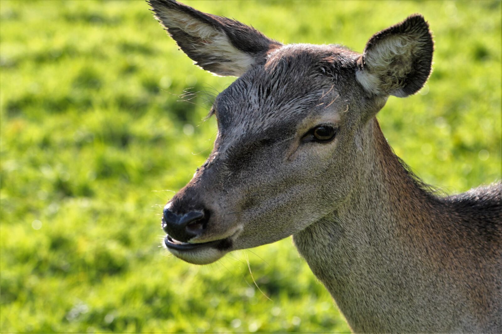 Canon EF 70-300mm F4-5.6L IS USM sample photo. Deer, doe, animal photography