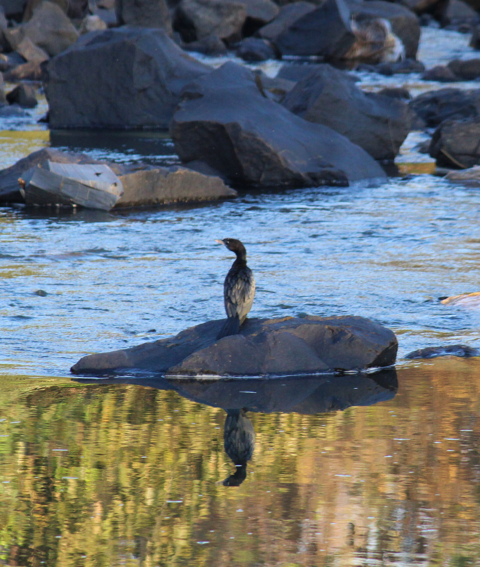 Canon EOS 1200D (EOS Rebel T5 / EOS Kiss X70 / EOS Hi) sample photo. Bird, nature, river, water photography