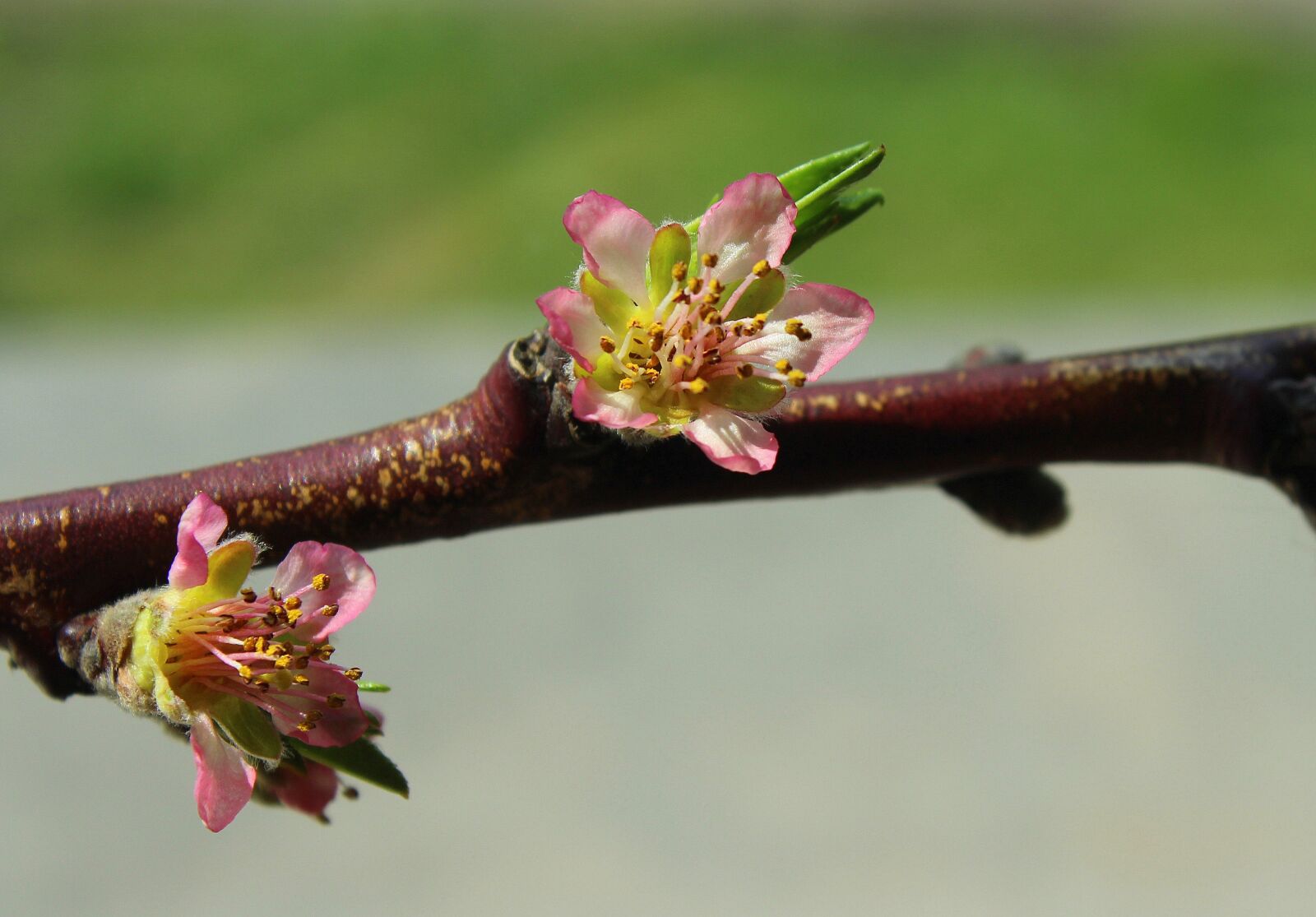 Canon EOS 1200D (EOS Rebel T5 / EOS Kiss X70 / EOS Hi) sample photo. Peach blossom, flowering, fruit photography