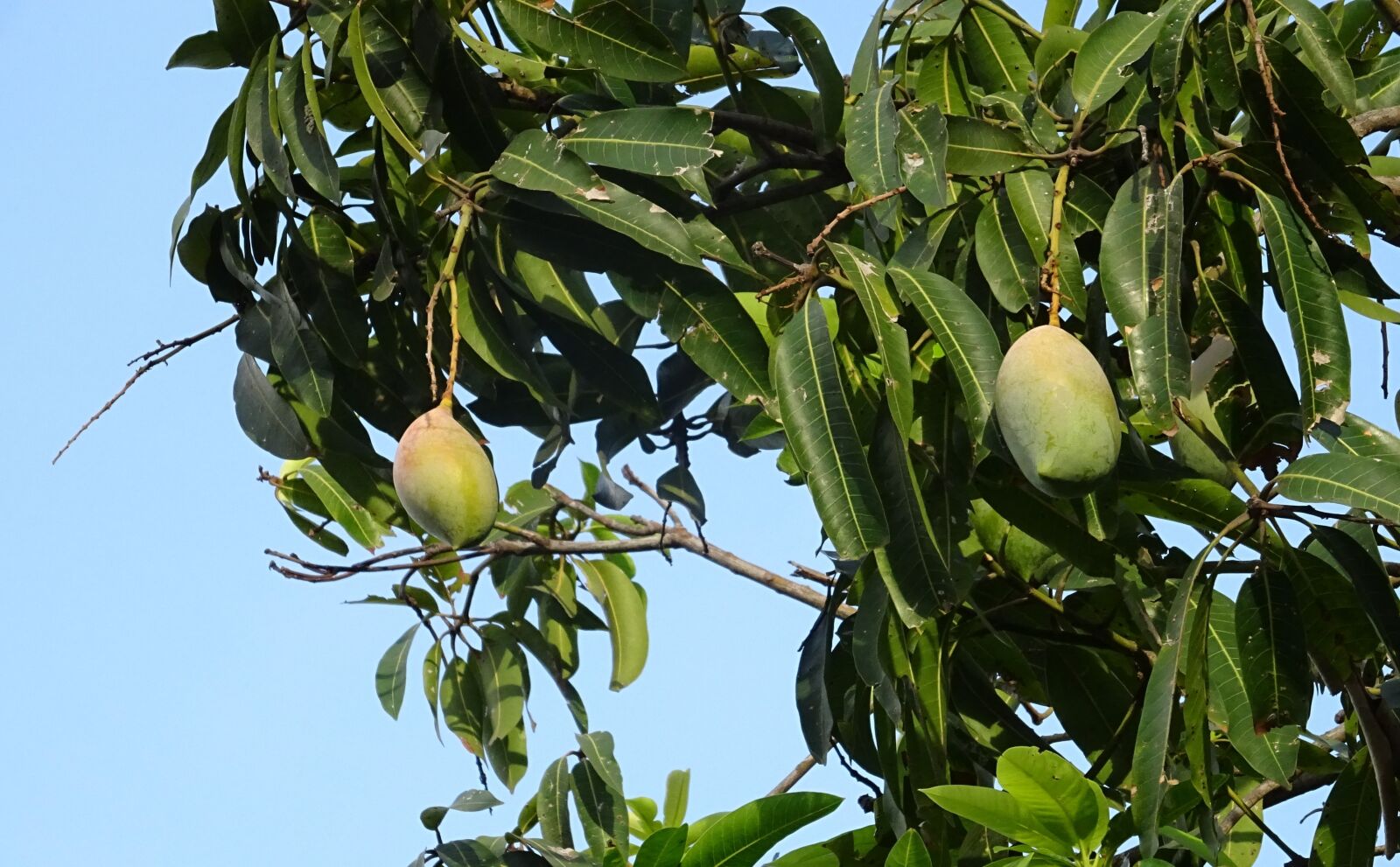 Sony DSC-HX60V sample photo. Mango, fruit, mangifera indica photography
