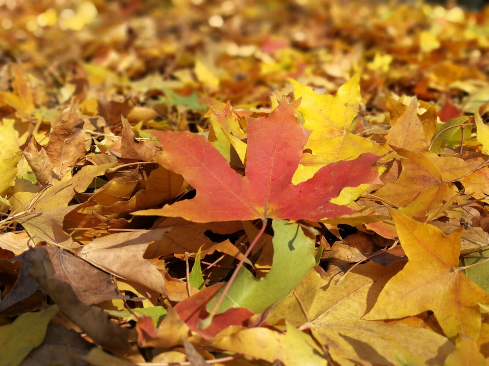 HUAWEI P10 Plus sample photo. Autumn, maple, red maple photography
